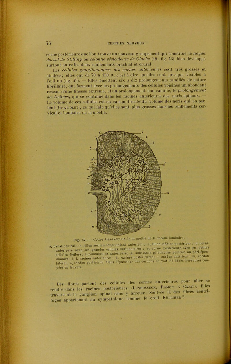 corne poslérioure que l'on trouve un nouveau groupement qui constitue le noijaii dorsal de SlilUng ou colonne vésiculeuse de Clarke (19, lig. 43), bien développé surtout entre les deux renUements brachial et crural. Les cellules ganglionnaires des cornes antérieures sont très grosses et éloilées; elles ont de 70 à 120 pt, c'est-à-dire qu'elles sont presque visibles à l'œil nu (tig. 49). — Elles émettent six à dix prolongements raniiliés de nature librillaire, qui forment avec les prolongements des cellules voisines un abondant réseau d'une finesse extrême, et un prolongement non ramifié, le prolongement de Deiters, qui se continue dans les racines antérieures des nerfs spinaux. — Le volume de ces cellules est en raison directe du volume des nerfs qui en par- tent (Gratiolet), ce qui fait qu'elles sont plus grosses dans les rentlements cer- vical et lombaire de la moelle. Fig. 47. - Coupe transversale de la moitié de Ja moelle lombaire, canal central; b. sillon médian longitudinal antérieur ; c. sillon médian postérieur : d. corne ant r ure avec ses grandes cellules multipolaires ; e, corne postérieure avec ses petites îellu ès étoilées ; f, commissure antérieure; g. substance gélatineuse centrale ou pén-epen- d maire • i i racines antérieures ; k, racines postérieures ; 1. cordon antérieur ; m. cordon laS;n.'cordon postérieur. Dans l'épaisseur des cordons on voit les libres nerveuses cou- pées en travers. Des libres partent des cellules des cornes antérieures pour aller se rendre dans les racines postérieures (Lenhosseck, Uamon v r'^^)-JJ ^^^^ traversent le ganglion spinal sans y arrêter. Sont-ce la des hbres centn- fuges appartenant au sympathique comme le croit Kolliker i