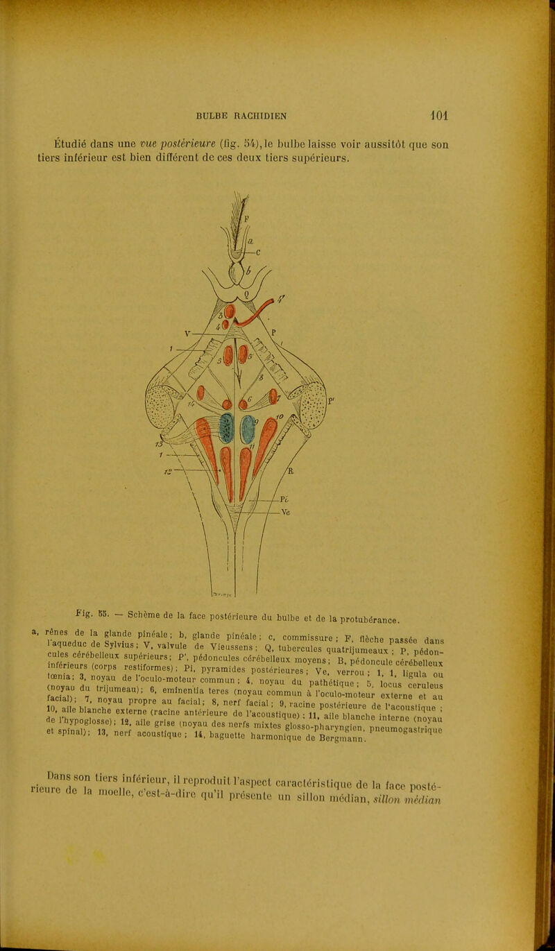 Étudié dans une mie postérieure (ûg. 54), le bulbe laisse voir aussitôt que son tiers inférieur est bien différent de ces deux tiers supérieurs. f ig. 85. - Schèrae de la face postérieure du bulbe et do la protubérance, a. rênes de la glande pinéale; b, glande pinéale ; c. commissure; F. nèche passée dans laqueduc de Sylvius;V. valvule de Vieussens; Q. tubercules quatri umeaux P péS^ eu es cérébelleux supérieurs; P', pédoncules cérébelleux moyens; B. ^ér^cule cer'ébeSx' jnfer^urs (corps restiformes) ; Pi. pyramides postérieures ;'Ve verîou 1 , , ^1  œn.a. 3 noyau de l'oculo-moteur commun ; 4. noyau du pathétique; 5 oc .s ceruleus acTaO. 7 nZ'^ l^,^ ^^^^ 'roculo'moteur ex n et au in So'm T ^'■P' ^ ^'f f^-^'^'- 0. racine postérieure de l'acousliaue e^- pïïlJstVîran; ''---'ique, ; 11'aile blanche int r^rSau rietl^rHeTa moolio'-'l.''^'^'-^^,^^'««^^^^ caracléri.slique de la face posté- rieure de la moelle, ccsl-a-d.re qu',1 présente un sillon médian, sillon médiœn.