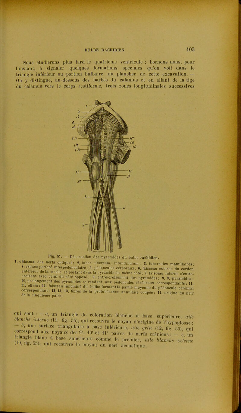 Nous étudierons plus tard le quatrième ventricule ; bornons-nous, pour l'instant, à signaler quelques formations spéciales qu'on voit dans le triangle inférieur ou portion bulbaire du plancher de cette excavation. — On y distingue, au-dessous des barbes du calanius et en allant de la tige du calamus vers le corps rcstiforme. trois zones longitudinales successives Fig. 87. — Décussation des pyramides du bulbe rachidien. 1, chiasma des nerfs optiques; 2. tuber cinereum. infundibulum ; 3. tubercules mamillaires; 4. espace perforé interpédonculaire; 5, pédoncules cérébraux; C, faisceau externe du cordon antérieur de la moelle se portant dans la pyramide du môme côté ; 1, faisceau intorne sentre- croisant avec celui du côté opposé ; 8, entre croisement des pyramides; 9. 9, pyramides • 10, prolongement des pyramides se rendant aux pédoncules cérébraux correspondants - 11' n. olives; 12, faisceau innominé du bulbe formant la partie moyenne du pédoncule cérébral correspondant; 13.13. 13. ficres de la protubérance annulaire coupée; 14. origine du nerf de la cinquième paire. uu ucn qui sont :-«,, un triangle de coloration blanche à base supérieure aile blanche interne (11, fig. Ko), qui recouvre le noyau d'origine de l'hypoglosse- - 0, une surface triangulaire à base inférieure, aile grise (12, lig <à) ouï correspond aux noyaux des 9«, lOVet 11 paires de nerfs cràni;nsT- c, un îrrf!%K '''' s»Péneurc comme le premier, aile blanche externe UtJ, ng. 55), qui recouvre le noyau du nerf acoustique.