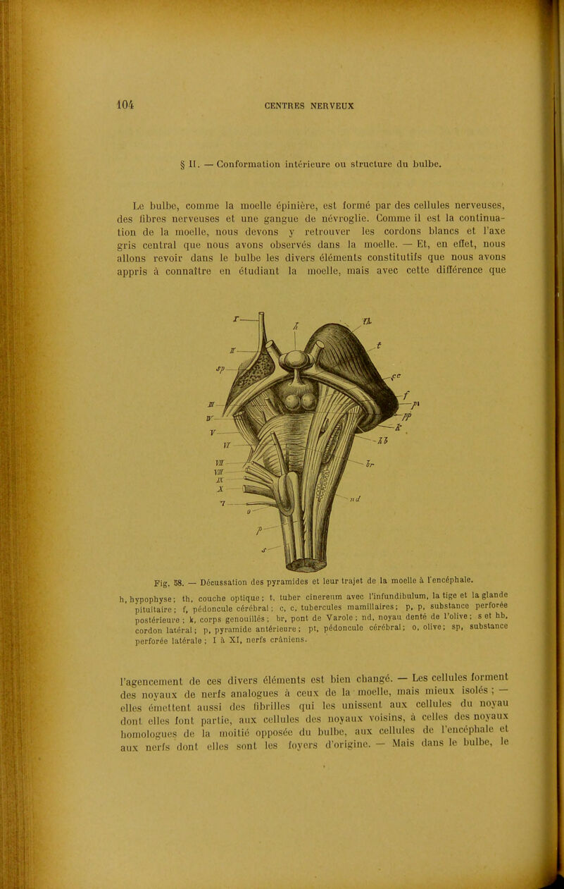 § II. —Conformalion intérieure ou structure du bulbe. Le bulbe, comme la moelle épinière, est formé par des cellules nerveuses, des libres nerveuses et une gangue de névroglie. Comme il est la continua- tion de la moelle, nous devons y retrouver les cordons blancs et l'axe gris central que nous avons observés dans la moelle. — Et, en eflet, nous allons revoir dans le bulbe les divers éléments constitutifs que nous avons appris à connaître en étudiant la moelle, mais avec cette diflérence que Fig. 88. — Décussation des pyramides et leur trajet de la moelle à l'encéphale. h, hypophyse; th. couche optique: t, tuber cinereum avec l'infundibiilum. la tige et la glande pituita'ire; f, pédoncule cérébral; c, c. tubercules mamillaires; p, p. substance perforée postérieure ; k, corps genouiUés ; br. pont de Varole ; nd, noyau denté de l'olive : s et hb. cordon latéral ; p. pyramide antérieure ; pt, pédoncule cérébral; o, olive; sp, substance perforée latérale ; I à XI, nerfs crâniens. l'agencement de ces divers éléments est bien cbangé. — Les cellules forment des noyaux de nerfs analogues à ceux de la moelle, mais mieux isolés; — elles émettent aussi dos librilles qui les unissent aux cellules du noyau dont elles font partie, aux cellules des noyaux voisins, à celles des noyaux homologues de la moitié opposée du bulbe, aux cellules de l'encéphale et aux nerfs dont elles sont les foyers d'origine. - Mais dans le bulbe, le