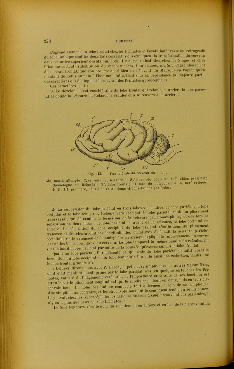 L'agraudissemenl du lobe frontal chez les Primates cl l'évolution inverse ou rétrograde du lobe limbique sont les deux laits corrélatifs qui expliquent la transformation du cerveau dans cet ordre supérieur des Mammifères. 11 y a, pour ainsi dire, cliez les Singes et chez l'Homme surtout, substitution du cerveau inenLal au cerveau brutal. L'agrandissement du cerveau frontal, que l'on observe aussi bien en s'élevant du Macaque au Papion qu'en montant du fœtus humain à l'homme adulte, tient sous sa dépendance la majeure partie des caractères qui distinguent le cerveau des Primates gyrencéplialcs. Ces caractères sont : lo Le développement considérable du lobe frontal qui refoule en arrière le lobe parié- tal et oblige la scissure de Rolande à reculer et à se renverser en arrière. Fig. 113. — Vue latérale du cerveau du chien. Mo, moelle allongée; C. cervelet; S, scissure de Sylvius; ob. lobe olfactif; P, sillon présylvien (homologue au Holando) ; Gf. lobe frontal; H. lobe de l'hippocampe; o, nerf optique. I, 11, III, première, deuxième et troisième circonvolutions pariétales. 20 La subdivision du lobe pariétal en trois lobes secondaires, le lobe pariétal, le lobe occipital et le lobe temporal. Refoulé vers l'occiput, le lobe pariétal subit phssement transversal, qui détermine la formation de la scissure pariéto-occipilale et des lors sa séparation en deux lobes : le lobe pariétal en avant , ^<^f 7'^' ^j^'l^^'^ arrière. La séparation du lobe occipital du lobe pariétal résulte donc du pUssenient transversal des circonvolutions longitudinales primitives d'où naît la scissure par eto. occipitale. Celte extension de l'hémisphère en arrière explique e recouvremen du c^^^^^^^^ let par les lobes occipitaux du cerveau. Le lobe temporal lui-même résulte du refou ement vers le bas du lobe pariétal par suite de la poussée qu'exei-ce sur '^ ^Ls la Quant au lobe pariétal, il représente ce qui reste du lobe pariétal P'^^ «P'^^ formation du lobe occipital et du lobe temporal; il a subi ainsi une réduction, tandis que avec P. Bnoc. si petit et si simple chez les ^ M.Wères où il était manifestement primé par le lobe pariétal, s'est en quelque sorte '^^^^^^^J^ mates emparé de l'hégémonie cérébrale, et l'importance croissante de ses fonctions est t eïée par le plissement longitudinal qui le subdivise d'abord en deux puis en ro. cir- convolutLs. Le lobe pariétal se comporte il se simolifie au contraire, et les circonvolutions qui le composent tendent A se fus onner ,1 ; àvai^ chez les Gyrencéphales osmatiques de trois à cinq circonvolutions pariétales, .1 n'v en a plus que deux cliez les Primates. 1) •„ ,„„.,„i„iinn 'utobe temporal résulte donc du refoulement en arrière et en bas de la circonvolution