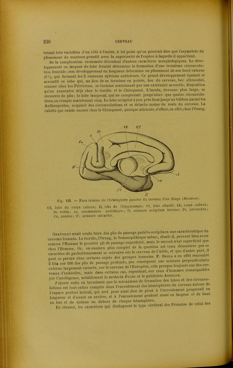 tenant très variables d'un côté à l'autre, à tel point qu'on pourrait dire que l'asymétrie du plissement du manteau grandit avec la supériorité de l'espèce à laquelle il appartient. De la complication croissante découlent d'autres caractères morphologiques. Le déve- loppement en largeur du lobe frontal détermine la formation d'une troisième circonvolu- tion frontale; son développement en longueur détermine un plissement de son bord externe (F3), qui forment les 2 rameaux sylviens antérieurs. Ce grand développement épaissit et arrondit ce lobe qui, au lieu de se terminer en pointe, bec du cerveau, bec ethmoïdal, comme chez les Pitréciens, se lermine maintenant par une extrémité arrondie, disposition qu'on rencontre déjà chez le Gorille et le Chimpanzé. L'insula, devenue plus large, se recouvre de plis; le lobe temporal, qui ne comprenait jusqu'alors que quatre circonvolu- tions,en compte maintenant cinq. Le lobe occipital à peu près lisse jusqu'au Gibbon parmi les Anthropoïdes, acquiert des circonvolutions et se détache moins du reste du cerveau. La calotte qui existe encore chez le Chimpanzé, quoique atténuée, s'eflace,en eHet.chez l'Orang. af Fig. 115. - Face interne de l'hémisphère gauche du cerveau d'un Singe mo.co.cus-). Gf lobe du corps calleux; H. lobe de l'hippocampe; 01. lobe olfactif; bk. corps calleux ; fx, voûte; ca. commissure antérieure; 0. scissure occipitale interne; Pr, precuneus ; Cn. cunéus; 0', scissure calcarine. Gratiolet avait voulu faire des plis de passage pariélo-occipitaux une caractéristique du cerveau humain. Le Gorille, l'Orang, le Semmopithèque même, disait-il, peuvent bien a^•olr comme l'Homme le premier pli de passage superficiel, mais le second n est superficiel que chez l'Homme. Or, un examen plus complet de la question est venu démon rerqi^^ caractère de perfectionnement se retrouve sur le cerveau de l'Atele, et que d autre par il ^eut se perdre chez certains sujets de. groupes humains. P. BnocA a - f t r nco^ e \ fois sur 100 des plis de passage profonds, par conséquent une ^'^'^'^^^^^^Zl externe largement ouverte, sur le cerveau de l'Européen, cela presque toujours sui des cer velux'nmbéciles, mais dans certains cas, cependant, sur ceux d'hommes remarquables par l'intelligence, notablement le médecin Fucns et 1« P'^f A™^- . ,,,eirconvo- J'ajoute enfin en terminant que le mécanisme de formation des ^«^''^^ ^^^^^^^^^^ lutions est tout entier compris dans l'enroulement des hémisphères du veau aulcu de l'espace perforé latéral, qui sert pour ainsi dire de pivot à longueur et d'avant en arrière, et à l'enroulement graduel aussi en largeui et de haut en bas et de dedans en dehors de chaque hémisphère ^.^.^^ .olul des En résumé, les caractères qui distinguent le type cérébral des Primates de celui