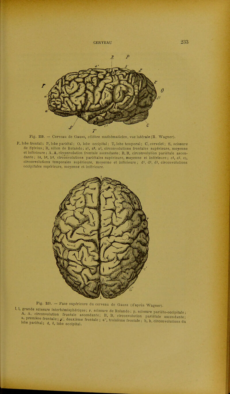 Fig. 119. — Cerveau de Gauss, célèbre mathématicien, vue latérale (R. Wagner). F, lobe frontal : P, lobe pariétal ; 0, lobe occipital; T, lobe temporal ; C, cervelet; S, scissure de Sylvius; R, sillon de Rolando; al, a2, a^, circonvolutions frontales supérieure, moyenne et inférieure ; A, A, circonvolution frontale ascendante; B, B, circonvolution pariétale ascen- dante; bi, b2, b3, circonvolutions pariétales supérieure, moyenne et inférieure; cl, c2. c3, circonvolutions temporales supérieure, moyenne et inférieure ; d', d^, d3, circonvolutions occipitales supérieure, moyenne et inférieure. Fig. 120. - Face supérieure du cerveau de Gauss (d'après Wagner). A, A. c rconvolut.on frontale ascendante; B, B, circonvolution pariétale ascendante ^^~irTti;?ê- S:  ' '^^^^ ' d^