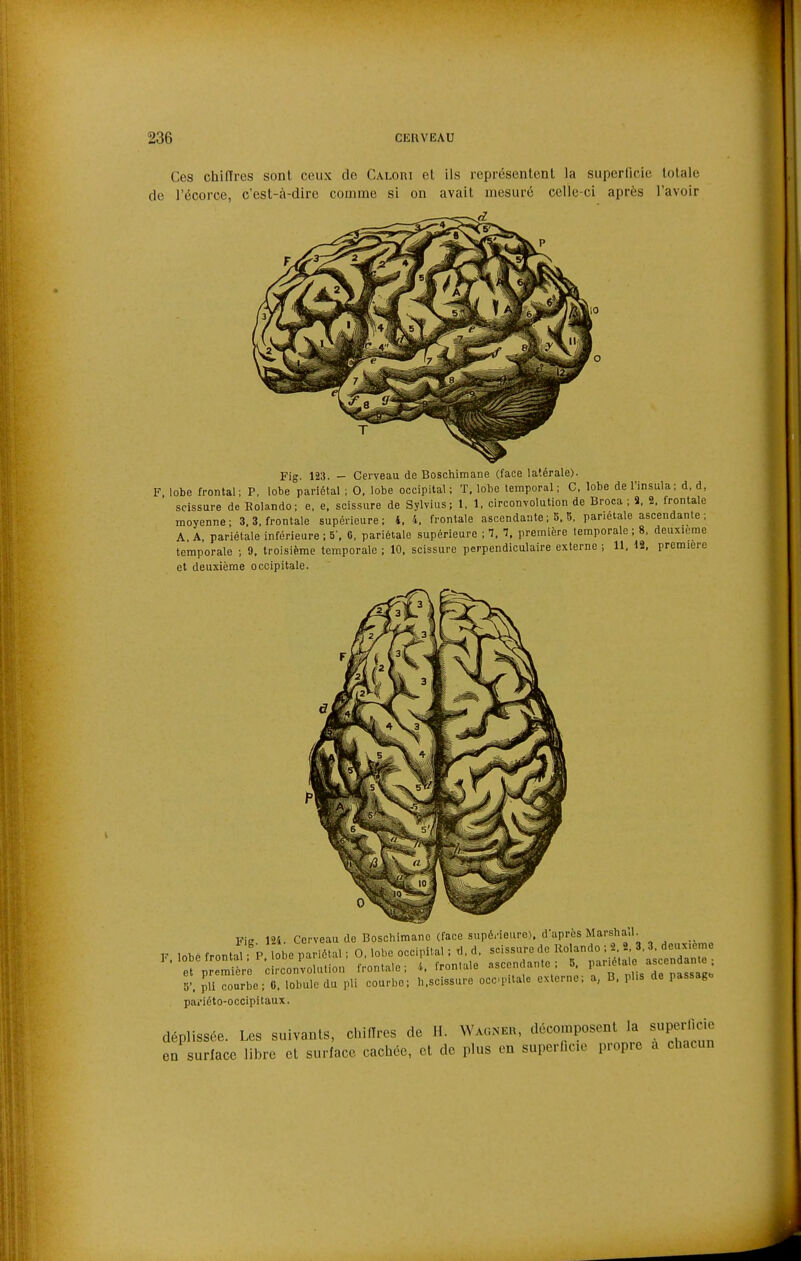 Ces chiffres sont ceux de CALoni el ils représenlenl la superficie totale de l'écorce, c'est-à-dire comme si on avait mesuré celle-ci après l'avoir Fig. 123. - Cerveau de Boschimane (face latérale). F lobe frontal; P. lobe pariétal ; 0, lobe occipital; T, lobe temporal; C, lobe del'insula; d. d, scissure de Rolando; e. e, scissure de Sylvius; 1, 1, circonvolution de Broca ; 9. 2. frontale moyenne; 3. 3, frontale supérieure; i. 4. frontale ascendante ; 5, 5, pariétale ascendante ; A. A, pariétale inférieure ; 5', 6. pariétale supérieure ; ^, 7. première temporale ; 8, deuxième temporale ; 9, troisième temporale ; 10, scissure perpendiculaire externe ; 11, 12, première et deuxième occipitale. Fie 124. Cerveau de Boschimane (face supôWeure). d'après Marshall F lobe frontal P obe pariétal ; 0, lobe occipital ; tl, d, scissure de Rolando ; 2. 2, 3. 3. deiuc.eme ^'pr mïr; 'cÏconrolution frontale; 4. fron.ale ascendante ; 5. P--'^'^;« 7- ^ « = 5'. îli coarbe: 0. lobule du pli courbe; h.scissure occipitale externe; a, B, pl.s de passage pai'iéto-occipitaux. déplissée. Les suivants, chifTrcs de H. Wagner, décomposent la supei-llcie en surface libre et surface cachée, cl de plus en superficie propre a chacun