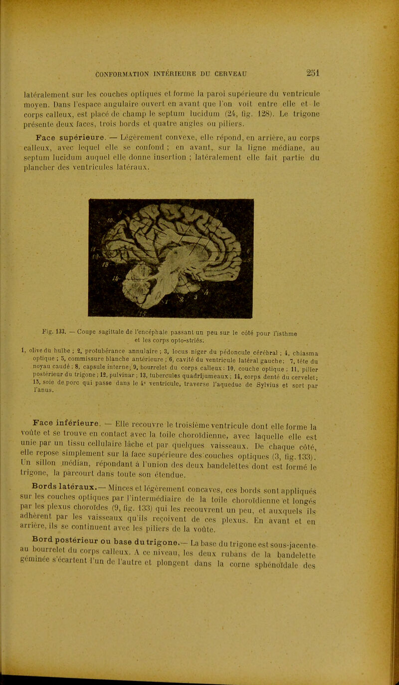 latéralement sur les couches optiques et forme la paroi supérieure du ventricule moyen. Dans l'espace angulaire ouvert en avant que l'on voit entre elle et le corps calleux, est placé de champ le septum lucidum (24, fig. 128). Le trigone présente deux faces, trois bords et quatre angles ou piliers. Face supérieure. — Légèrement convexe, elle répond, en arrière, au corps calleux, avec lequel elle se confond ; en avant, sur la ligne médiane, au septum lucidum auquel elle donne insertion ; latéralement elle fait partie du plancher des ventricules latéraux. Fig. 133. — Coupe sagittaie de l'encéphale passant un peu sur le coté pour l'isthme et les corps opto-striés. 1, olive du hulbe ; 2, protubérance annulaire ; 3, locus niger du pédoncule cérébral ; 4. chiasma optique ; b, commissure blanche antérieure ; 6, cavité du ventricule latéral gauche; 7, tète du noyau caudé ; 8, capsule interne; 9. bourrelet du corps calleux; 10, couche optique ; 11, pilier postérieur du trigone ; 12, pulvinar ; 13, tubercules quadrljuraeaux ; 14, corps denté du cervelet; 15. soie de porc qui passe dans le 4« ventricule, traverse l'aqueduc de Sylvius et sort par l'anus. *^ Face inférieure. - Elle recouvre le troisième ventricule dont elle forme la voûte et se trouve en contact avec la toile choroïdienne, avec laquelle elle est unie par un tissu cellulaire lâche et par quelques vaisseaux. De chaque côté, elle repose simplement sur la face supérieure des couches optiques (3, lig.133).' Un sillon médian, répondant à l'union des deux bandelettes dont est formé le trigone, la parcourt dans toute son étendue. Bords latéraux.—Minces et légèrement concaves, ces bords sont appliqués sur es couches optiques par l'intermédiaire de la toile choroïdienne et longés par les plexus choroïdes (9, fig. 133) qui les recouvrent un peu, et auxquels ils adhèrent par les vaisseaux qu'ils reçoivent de ces plexus. En avant et en arrière, ils se continuent avec les piliers de la voûte. Bord postérieur ou base du trigone.- La base du trigone est sous-jacenle au bourrelet du corps calleux. A ce niveau, les deux rubans de la bandelette gemmée s écartent J'un de l'autre et plongent dans la corne sphénoïdale des