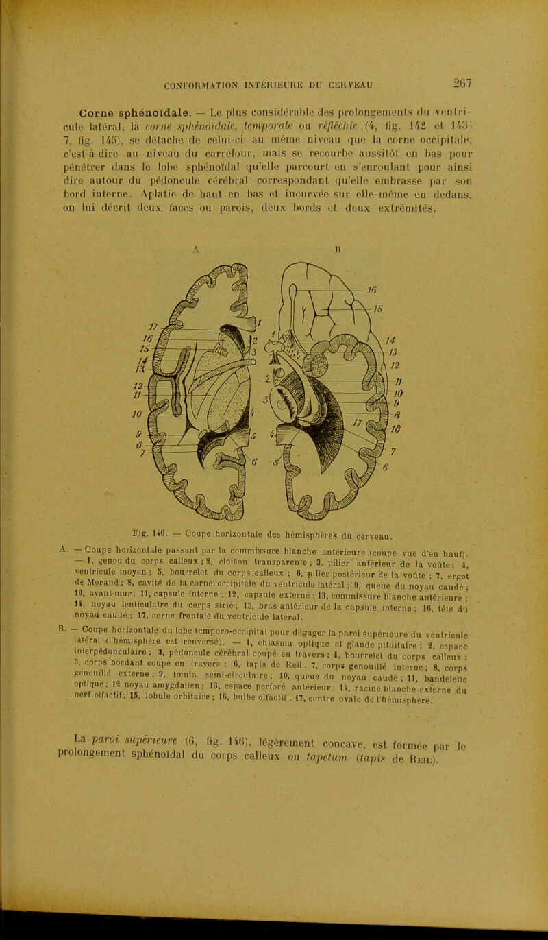 Corne sphénoïdale. — Le plus considérable des prolongements du ventri- cule latéral, la corne sphénoïdale, temporale ou réiléchie (4, fig. 142 et 14:i; 7, t(g. 143), se détache de celui-ci au même niveau que la corne occipitale, c'est-à-dire au niveau du carrefour, mais se recourbe aussitôt en bas pour pénétrer dans le lobe sphéuoïdal qu'elle parcourt en s'enroulant pour ainsi dire autour du pédoncule cérébral correspondant qu'elle embrasse par son bord interne. Aplatie de haut en bas et incurvée sur elle-même en dedans, on lui décrit deux faces ou parois, deux bords et deux extrémités. A Fig. 146. — Coupe horizontale des hémisphères du cerveau. A. — Coupe horizontale passant par la commissure blanche antérieure (coupe vue d'en haut). — 1, genou du corps calleux ; 2, cloison transparente; 3, pilier antérieur de la voûte; i, ventricule moyen ; S. bourrelet du corps calleux ; 6, pilier postérieur de la voûte ; 7. ergot de Morand; 8, cavité de la corne occipitale du ventricule latéral ; 9, queue du noyaîi caudé ; 10. avant-mur, 11. capsule interne; 12, capsule externe ; 13, commissure blanche antérieure ; 11, noyau lenticulaire du corps strié; 13. bras antérieur de la capsule interne; 16. tête dû noyau caudé ; 17. corne frontale du ventricule latéral. B. - Coupe horizontale du lobe temporo-occipital pour dégager la paroi supérieure du ventricule latéral (l'hémisphère est renversé). - 1. chiasma optique et glande pituitaire ; 2. espace interpedonculaire; 3. pédoncule cérébral coupé en travers; I, bourrelet du corps calleux ■ 5, corps bordant coupé en travers ; 6, lapis de Rcil ; 7. corps genouillé interne ; 8. corps genouillé externe ;0. tœnia semi-circulaire; 10, queue du noyau caudé ; 11. bandoletle optique; 12 noyau amygdalien ; 13. espace perforé antérieur; li. racine blanche externe du nerf olfactif; 15, lobule orbitaire ; 16. bulbe olfactif; 17. centre ovale de l'hémisphère La paroi supérieure (6, fig. 146), légèrement concave, est formée par le prolongement sphénoïdal du corps calleux ou tapctum (tapis de Reil).