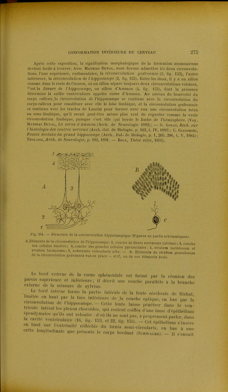 Après cette exposition, la signification morphologique de la formation ammonienne devient facile à trouver. Avec Mathias Doval, nous devons admettre ici deux circonvolu- tions, l'une supérieure, rudimenlaire, la circonvolution godronnde (B, fig. i;53), l'autre inférieure, la circonvolulion de l'hippocampe (2, flg. 153). Enlre les deux, il y a un sillon comme dans le reste de l'écorce, où un sillon sépare toujours deux circonvolutions voisines, C'est la fissure de l'hippocampe, ou sillon d'Ammon (4, fîg. 1S3), dont la présence détermine la saillie ventriculaire appelée corne d'Ammon. Au niveau du bourrelet du corps calleux, la circonvolution de l'Iiippocampe se continue avec la circonvolution du corps calleux pour constituer avec elle le lobe limbique, et la circonvolution godronnée se continue avec les tractus de Lancisi pour former avec eux une circonvolulion inira ou sous-linibique, qu'il serait peut-être même plus vrai de regarder comme la vraie circonvolution limbique, puisque c'est elle qui borde le limbe de l'hémisphère. (Voy. Mathus Duval, f.a corne d'Ammon (Arch. de Neurologie iSSS,); — G. Golgi, Rech. sur l'histologie des centres nerveux (Arch. ital. de Biologie, p. 103, t. IV, 1883); G. Giacomini, Fascia denlaladii grand hippocampe (Arch. ilal. de Biologie, p. 1, 205, 396, t. V, 1884); Trolard, Arc/i. de Neurologie, p. 183, 1891.— Bole, Thèse citée, 1893). Fis. liii. Structure de la circonvolution hippocampique (Figures en partie schématiques). A.Eléments de la circonvolulion de l'hippocampe: 1. couche de fibres nerveuses (alvéus) • -2 couche des cellules étoilees; 3. couche des grandes cellules pyramidales ; 4. siratutn laciniosum et stratum lacunosum; 5. svbstaniia reticularis alba. - B. Eléments du stratum eranulosum de la circonvolulion godronnée vus en place - et C. un de ces éléments Isolé Le bord externe de la corne sphénoïdale est formé par la réunion des parois supérieure et inférieure; il décrit une courbe parallèle à la brancbe externe de la scissure de sylvius. Le bord interne forme la partie latérale de la fente cérébrale de IMchat limitée en haut par la face inférieure de Ja couche optique, en bas par là c.rconvo ulion de l'hippocampe. - Celte fente laisse pénétrer dans le ven- tricule latéral les plexus choroïdes, qui restent coifïés d'une lame d'épilbélium ^ca^'i^ v! • «^ ^^^^^^ ^ proprement parler, dans la caute veulr.culaire (1.5, lig, 153, et 22, lig. 155). - Cet épithélium s'insère en haut sur l'extrémité réiléchie du tœnia semi-circularis eu bas T m e crête longitudinale que présente le corps bordant (Schwalbe). - 11 s'en ni!