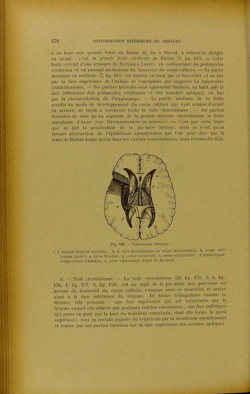 à sa base une grande fente en forme de fer à cheval, à concavité dirigée en avant : c'est la grande fente cérébrale île Hicliat fî5, lig. 163). — Cette fente s'étend d'une scissure de Sylvius à l'autre, en contournant les pédoncules cérébraux et en passant au-dessous du bourrelet du corps calleux. — Sa partie moyenne ou médiane (7, fig. 163) est limitée en haut par ce bourrelet, et en bas par la face supérieure de l'isthme de l'encéphale qui supporte les tubercules qiiadrijumeaux. — Ses parties latérales sont également limitées, en haut, par la face inférieure des pédoncules cérébraux et des couches optiques, en bas par la circonvolution de l'hippocampe. — La partie médiane de la fente résulte du mode de développement du corps calleux qui s'est avancé d'avant en arrière, de façon à recouvrir toute la toile choroïdienne ; — les parties latérales ne sont qu'un segment de la grande scissure choroïdienne, la fente marginale d'AEBv (voy. Développement du cerveau). — C'est par cette fente que se fait la pénétration de la pie-mère interne, mais ce n'est qu'en faisant abstraction de l'épithélium épendymaire que l'on peut dire que la fente de Bichat donne accès dans les cavités ventriculaires, nous l'avons dit déjà. c, c, trigone coupé et renversé ; d, d, toile choroïdienne ou vélum interpositum; b, corps s (noyau caudé) ; a, corne frontale ; g, corne occipitale; e, corne spliénoïdale ; f, grand bip campe (corne d'Ammon; h, petit hippocampe (ergot de Morand). b. — Toile choroïdienne. — La toile choroïdienne (23, fig. 155, d, d, fig. 136, 1, fig. 157, 9, lig. 158), est un repli de la pie-mère qui, parvenue au niveau' du bourrelet du corps calleux, s'engage sous ce bourrelet et arrive ainsi à la lace inférieure du trigone. De forme triangulaire comme ce dernier, elle présente : une face, supérieure qui est recouverte par le trigone auquel elle adhère par quelques tractus vasculaires ; une face inférieure qui passe en pont sur la base du troisième ventricule, dont elle forme la paroi supérieure, tout en restant séparée du ventricule par la membrane épendymaire et repose par ses parties latérales sur la face supérieure des couches optiques. Fig. 136. — Ventricules latéraux.