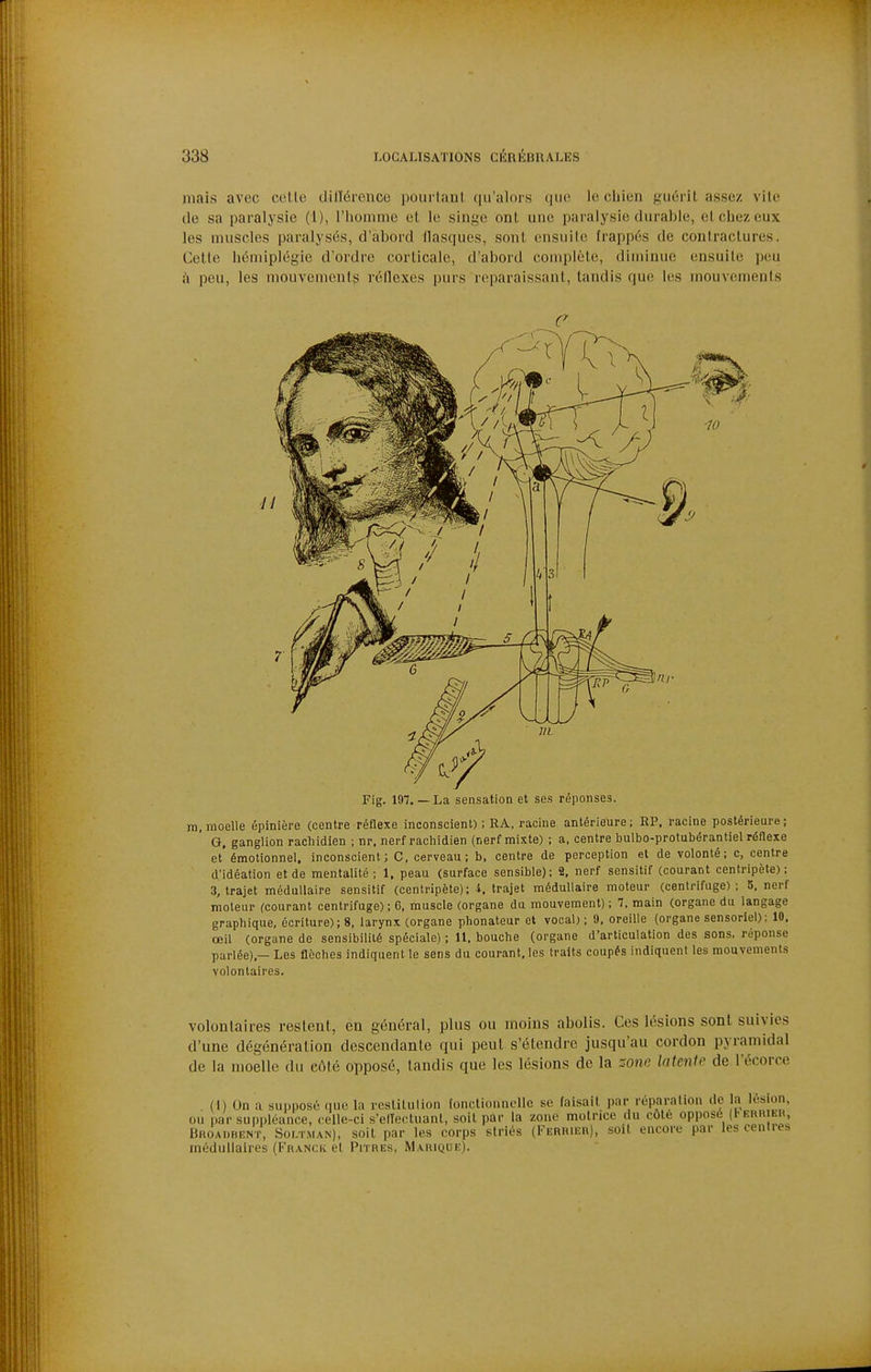 niais avec colle dilïérenco pourUml qu'alors (jue le chien yuéril assez vile de sa paralysie (1), l'Iioninie el le singe onl une paralysie durable, elcbezeux les muscles paralysés, d'abord flasques, sont ensuile frappés de conlraclures. Celle hémiplégie d'ordre corlicale, d'abord complète, diminue ensuile peu h peu, les mouvements réflexes purs reparaissant, taudis que les mouvements Fig. 197.— La sensation et ses réponses. m, moelle épinière (centre réflexe inconscient) ; RA, racine antérieure; RP. racine postérieure; G, ganglion rachidien ; nr. nerf rachidien (nerf mixte) ; a, centre bulbo-protubérantiel réflexe et émotionnel. Inconscient; C, cerveau; b, centre de perception el de volonté; c, centre d'idéation et de mentalité; 1. peau (surface sensible); 2, nerf sensitif (courant centripète): 3, trajet médullaire sensitif (centripète); l, trajet médullaire moteur (centrifuge); 5. nerf moteur (courant centrifuge) ; 6, muscle (organe du mouvement) ; 7. main (organe du langage graphique, écriture); 8, larynx (organe phonateur et vocal); 9, oreille (organe sensoriel); 10. œil (organe de sensibilité spéciale) ; U. bouche (organe d'articulation des sons, réponse parlée),— Les flèches indiquent le sens du courant, les traits coupés indiquent les mouvements volontaires. volontaires restent, en général, plus ou moins abolis. Ces lésions sont suivies d'une dégénéralion descendante qui peul s'étendre jusqu'au cordon pyramidal de la moelle du côté opposé, tandis que les lésions de la :one latcnio de l'écorce lésion, (I) Un a supposé que la rcsliUilion fonctionnelle se faisait par réparation de a 1 ou par suppléance, celle-ci s'elTecluant, soit par la zone molnce du côté opposé (bE BROAnBENT, Soi.TMAN), soil par les corps striés (FERiUEn), soil encore par les cenlies médullaires (Franck el Pitres, Marique).