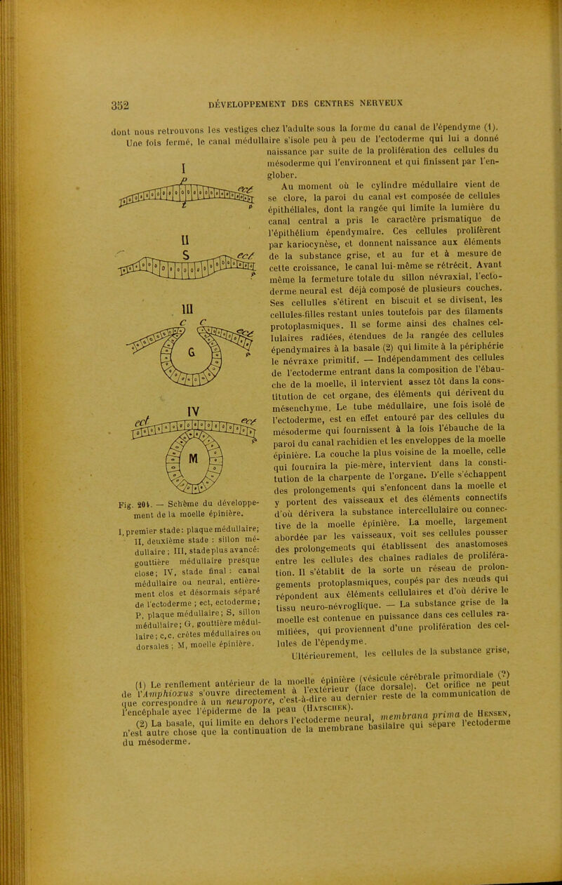 I s ec/f dont nous retrouvons les vestiges chez l'adulte sous la forme du canal de l'épendyme (1). Une fols fermé, le canal médullaire s'isole peu à peu de l'ectoderme qui lui a donné naissance par suite de la prolifération des cellules du mésoderme qui l'environnent et qui finissent par l'en- glober. Au moment où le cylindre médullaire vient de se clore, la paroi du canal est composée de cellules épilhéllales, dont la rangée qui limite la lumière du canal central a pris le caractère prismatique de l'épithélium épendymalre. Ces cellules prolifèrent par kariocynèse, et donnent naissance aux éléments de la substance grise, et au fur et à mesure de cette croissance, le canal lui-même se rétrécit. Avant même la fermeture totale du sillon névraxial, l'ecto- derme neural est déjà composé de plusieurs couches. Ses cellulles s'étirent en biscuit et se divisent, les cellules-filles restant unies toutefois par des filaments protoplasmiques. 11 se forme ainsi des chaînes cel- lulaires radiées, étendues de la rangée des cellules épendymaires à la basale (2) qui limite à la périphérie le névraxe primitif, — Indépendamment des cellules de l'ectoderme entrant dans la composition de l'ébau- che de la moelle, il intervient assez tôt dans la cons- titution de cet organe, des éléments qui dérivent du mésenchyme. Le tube médullaire, une fois isolé de l'ectoderme, est en eflet entouré par des cellules du mésoderme qui fournissent à la fois l'ébauche de la paroi du canal rachidien et les enveloppes de la moelle épinière. La couche la plus voisine de la moelle, celle qui fournira la pie-mère, intervient dans la consti- tution de la charpente de l'organe. D'elle s'échappent des prolongements qui s'enfoncent dans la moelle et y portent des vaisseaux et des éléments connectifs d'où dérivera la substance intercellulaire ou connec- live de la moelle épinière. La moelle, largement abordée par les vaisseaux, voit ses cellules pousser des prolongements qui établissent des anastomoses entre les cellules des chaînes radiales de proliféra- tion. Il s'établit de la sorte un réseau de prolon- gements protoplasmiques, coupés par des nœuds qui répondent aux éléments cellulaires et d'où dérive le tissu neuro-névroglique. - La substance grise de la moelle est contenue en puissance dans ces cellules ra- mifiées, qui proviennent d'une prolifération des cel- lules de l'épendyme. Ultérieurement, les cellules de la substance grise. Fig. 201. — Schéma du développe- ment de la moelle épinière, I, premier stade: plaque médullaire; II, deuxième stade : sillon mé- dullaire ; III. stadeplus avancé: gouttière médullaire presque close; IV, stade final : canal médullaire ou neural, entière- ment clos et désormais séparé de l'ectoderme ; ect, ectoderme; P, plaque médullaire; S, sillon médullaire; G. gouttière médul- laire; c.c, crêtes médullaires ou dorsales; M, moelle épinière. (1) Le renfiement antérieur de la nmelle ^^^^^f^^^l^'^ S^T^ de YAmphioxus s'ouvre direclemen à 1 ex^rieu, (l^ce dorsale) ^^^^^^^^j^^^i^^ ^e que correspondre à un neuropore, cest-à-diie au (lerniei re l'encéphale avec l'épiderme de la peau (llATSCUF.it). brimade Uensen. (2) La basale, qui limite en dehors l'ectoderme neu.v,l .^ n'est autre chose que la continuatioo de la membrane basiiaiie qu i« du mésoderme.