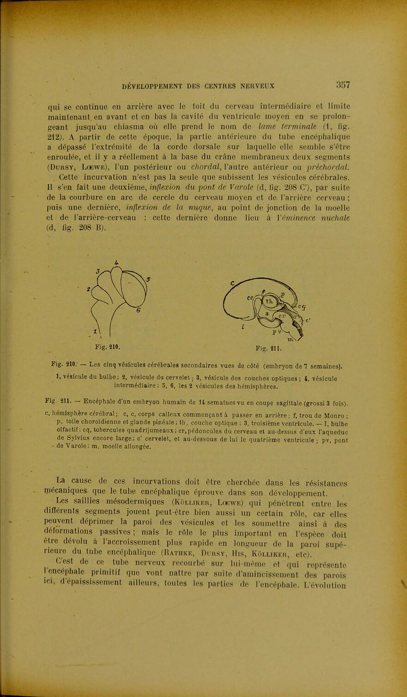 qui se continue en arrière avec le toit du cerveau intermédiaire et limite maintenant, en avant et en bas la cavité du ventricule moyen en se prolon- geant jusqu'au cliiasma où elle prend le nom de lame terminale (1, tig. 212). A partir de cette époque, la partie antérieure du tube encéphalique a dépassé l'extrémité de la corde dorsale sur laquelle elle semble s'être enroulée, et il y a réellement à la base du crâne membraneux deux segments (DuRSY, Loewe), l'un postérieur ou chordal, l'autre antérieur ou préchordal. Cette incurvation n'est pas la seule que subissent les vésicules cérébrales. II s'en fait une deuxième, inflexion du pont de Varole (d, fig. 208 C), par suite de la courbure en arc de cercle du cerveau moyen et de l'arrière cerveau ; puis une dernière, inflexion de lu nuque, au point de jonction de la moelle et de l'arrière-cerveau : cette dernière donne lieu à l'éminence michale (d, fig. 208 B). Kg. 210. Fig. 211. Fig. 210. — Les cinq vésicules cérébrales secondaires vues de côté (embryon de 7 semaines). 1, vésicule du bulbe; 2, vésicule du cervelet ; 3, vésicule des couches optiques ; 4, vésicule intermédiaire; S, 6, les 2 vésicules des hémisphères. Fig. 211. — Encéphale d'un embryon humain de 14 semaines vu en coupe sagittale (grossi 3 fois). c, hémisphère cérébral; c, c. corps calleux commençant à passer en arrière; f, trou de Monro ; p, toile choroïdienne et glande pinéale ; th. couche optique ; 3, troisième ventricule. — 1. bulbe olfactif; cq, tubercules quadrijumeaux; cr,pédoncules du cerveau et au-dessus d'eux l'aqueduc de Sylvius encore large; c' cervelet, et au-dessous de lui le quatrième ventricule; pv, pont • de Varole; m, moelle allongée. La cause de ces incurvations doit être cherchée dans les résistances mécaniques que le tube encéphalique éprouve dans son développement. Les saillies mésodermiques (KoLUKKn, LoinvE) qui pénètrent entre les difïérents segmepts jouent peut-être bien aussi un certain nMe, car elles peuvent déprimer la paroi des vésicules et les soumettre ainsi à des déformations passives; mais le rôle le plus important en l'espèce doit être dévolu à l'accroissement plus rapide en longueur de la paroi supé- rieure du tube encéphalique (Rathke, Dchsy, IIis, Kollikeh, etc). C'est de ce tube nerveux recourbé sur lui-même et qui représente l'encéphale primitif que vont naftre par suite d'amincissement des parois ICI, d'épaissi-sscment ailleurs, foules les parties do l encéphale. L'évolution