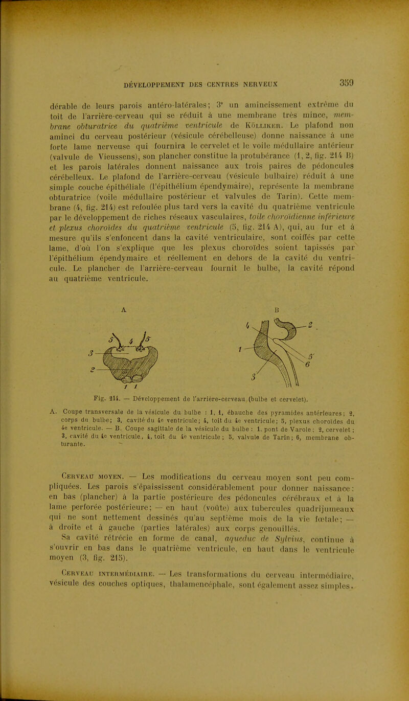 dérable de leurs parois antéro-latérales ; 3 un amincissement exln^me du toit de l'arrière-cerveau qui se réduit à une membrane très mince, mem- brane obturatrice du quatr'éme ventricule de Kollikkr. Le plafond non aminci du cerveau postérieur (vésicule cérélielleuse) donne naissance à une forte lame nerveuse qui fournira le cervelet et le voile médullaire antérieur (valvule de Vieussens), son plancher constitue la protubérance (1,2, lig. 214 B) et les parois latérales donnent naissance aux trois paires de pédoncules cérébelleux. Le plafond de l'arrière-cerveau (vésicule bulbaire) réduit à une simple couche épithélialc (l'épithélium épendymàire), représente la membrane obturatrice (voile médullaire postérieur et valvules de Tarin). Cette mem- brane (4, fig. 214) est refoulée plus tard vers la cavité du quatrième ventricule par le développement de riches réseaux vasculaires, toile choro'idienne inférieure et plexus choroïdes du quatrième ventricule (5, lig. 214 A), qui, au fur et à mesure qu'ils s'enfoncent dans la cavité ventriculaire, sont coiffés par cette lame, d'où l'on s'explique que les plexus choroïdes soient tapissés par l'épithélium épendymàire et réellement en dehors de la cavité du ventri- cule. Le plancher de l'arrière-cerveau fournit le bulbe, la cavité répond au quatrième ventricule. Fig. 214. — Développement de l'arrière-cerveau, (bulbe et cervelet). A. Coupe transversale de la vésicule du bulbe ; 1, 1, ébauche des pyramides antérieures; 2, corps du bulbe; 3, cavité du 4e ventricule; 4, toit du 4o ventricule; 5, plexus choroïdes du 4e ventricule. — B. Coupe sagittale de la vésicule du bulbe : 1, pont de Varole : 2, cervelet ; 3, cavité du 46 ventricule, 4, toit du 4e ventricule; b, valvule de Tarin; 6, membrane ob- turante. Cerveau moyen. — Les modifications du cerveau moyen sont peu com- pliquées. Les parois s'épaississent considérablement pour donner naissance: en bas (plancher) à la partie postérieure des pédoncules cérébraux et à la lame perforée postérieure; — en haut (voilte) aux tubercules quadrijumeaux qui ne sont nettement dessinés qu'au septième mois de la vie fœtale; — à droite et à gauche (parties latérales) aux corps genouillés. Sa cavité rétrécie en forme de canal, aqueduc de Sylvim, continue à s'ouvrir en bas dans le quatrième ventricule, en haut dans le ventricule moyen (.3, lig. 21 !j). Cerveau intermédiaire. — Les Iransformalions du cerveau inlermodiaire. vésicule des couches optiques, thalamencéphale, sont égalemont assez simples.