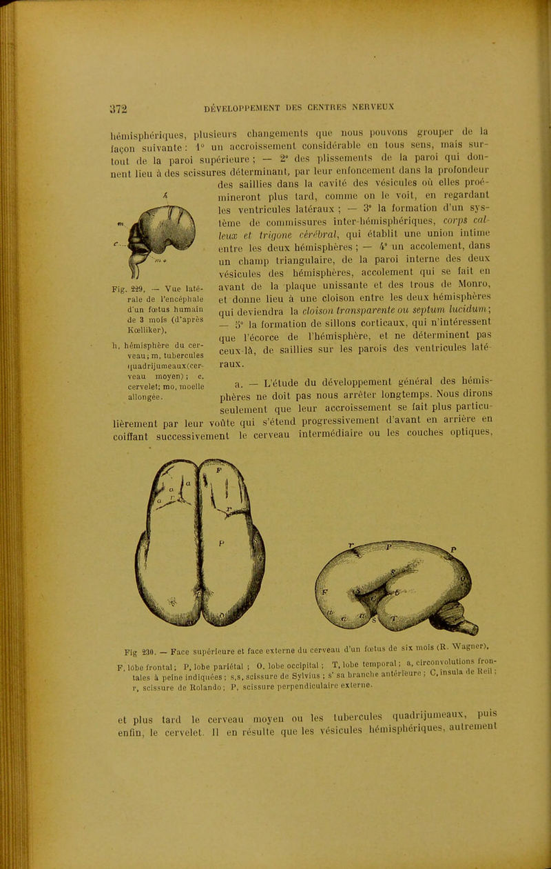 hémisphériques, plusieurs changeiiieuls que nous pouvons grouper de la laçon suivante: i° un accroissement considérable ou tous sens, mais sur- tout (le la paroi supérieure; — 2° des plissemenis de la paroi qui don- nent lieu à des scissures déterminant, par leur enfoncement dans la prolondeur des saillies dans la cavilé des vésicules où elles proé- ^ mineront plus lard, comme on le voit, en regardant les ventricules latéraux ; — 3° la formation d'un sys- tème de commissures inter-hémisphériques, corps cal- leux et trigone céri''bral, qui établit une union intime entre les deux hémisphères ; — 4° un accotement, dans un champ triangulaire, de la paroi interne des deux vésicules des hémisphères, accotement qui se fait en avant de la plaque unissante et des trous de Monro, et donne lieu à une cloison entre les deux iiémisphères qui deviendra la cloison transparente ou septuni lucidum ; — 3° la formation de sillons corticaux, qui n'intéressent que l'écorce de l'hémisphère, et ne déterminent pas ceux-là, de saillies sur les parois des ventricules laté- raux. Fig. 2-29. — Vue laté- rale de l'encéphale d'un foetus humain de 3 mois (d'après Kœlliker), hémisphère du cer- veau; m, tubercules ([uadrijumeaux(cer- veau moyen) ; c. cervelet; rao, moelle allongée. h a. — L'étude du développement général des hémis- phères ne doit pas nous arrêter longtemps. Nous dirons seulement que leur accroissement se fait plus particu- lièrement par leur voûte qui s'étend progressivement d'avant en arrière en coiffant successivement le cerveau intermédiaire ou les couches optiques. Fig 230. - Face supérieure et face externe du cerveau d'un fœtus de six mois (R. Wagner). F lobe frontal; P. lobe pariétal ; 0. lobe occipital ; T. lobe temporal ; a. circonvolutions fron- tales à peine indiquées ; s.s. scissure de Sylvius ; s' sa branche antérieure ; C. insula de i<tn , r, scissure de Rolando; P, scissure perpendiculaire externe. et plus tard le cerveau moyen ou les tubercules quadrijumeaux, puis enfin, le cervelet. Il en résulte que les vésicules hémisphériques, aulremeul