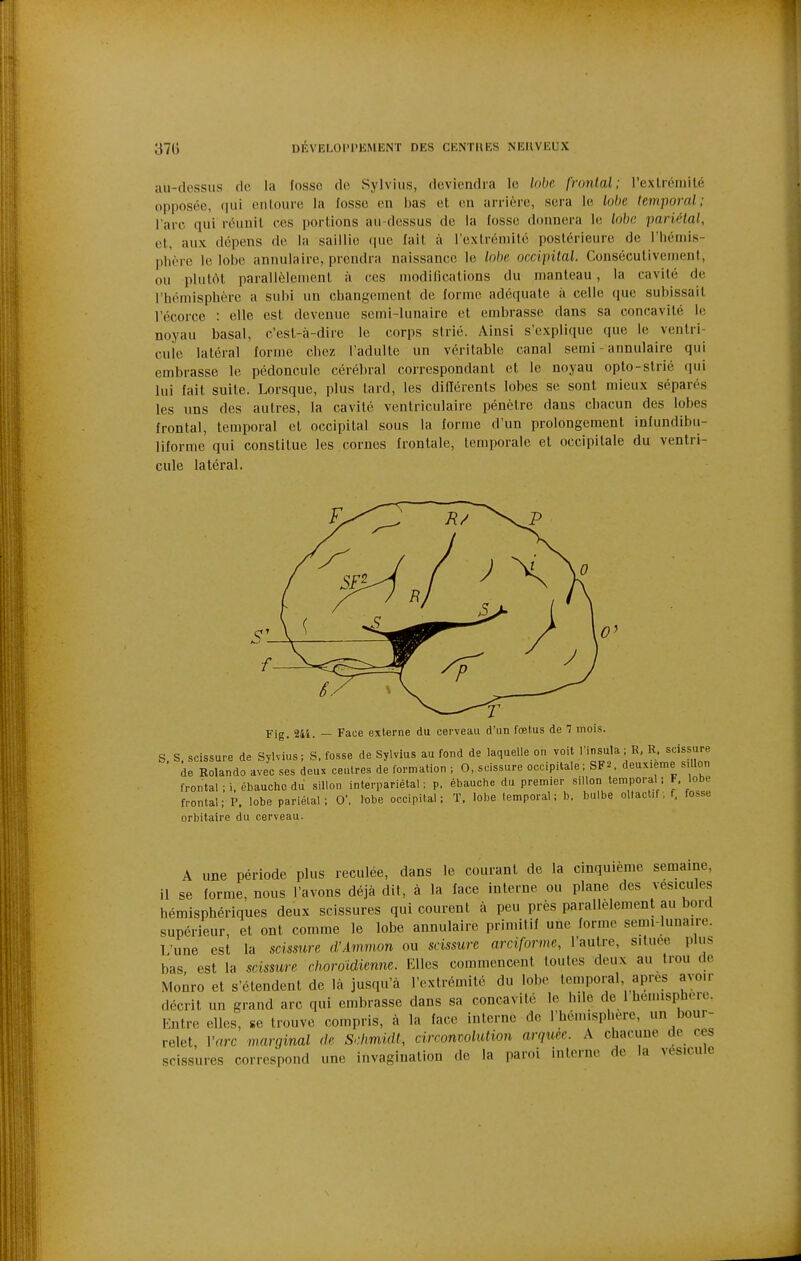 au-dessus de la fnsso de Sylvius, deviendra le lobe frontal; l'exlrémilé opposée, qui eiUoure la fosse en has et en arrière, sera le lobe temporal; l'arc qui réunit ces portions au-dessus de la fosse donnera le lobe pariétal, et, aux dépens de la saillie (|uc fait à l'extrémité postérieure de l'hémis- phère le lobe annulaire, prendra naissance le lobe occipital. Consécutivement, ou plutôt parallèlement à ces modifications du manteau, la cavité de l'hémisphère a subi un changement de forme adéquate à celle que subissait l'écorce : elle est devenue semi-lunaire et embrasse dans sa concavité le noyau basai, c'est-à-dire le corps strié. Ainsi s'explique que le ventri- cule latéral forme chez l'adulte un véritable canal semi - annulaire qui embrasse le pédoncule cérébral correspondant et le noyau opto-slric qui lui fait suite. Lorsque, plus tard, les dinérents lobes se sont mieux séparés les uns des autres, la cavité ventriculaire pénètre dans chacun des lobes frontal, temporal et occipital sous la forme d'un prolongement infundibu- liforme qui constitue les cornes frontale, temporale et occipitale du ventri- cule latéral. Fig. 244. — Face externe du cerveau d'un fœtus de T mois. S S. scissure de Sylvius; S. fosse de Sylvius au fond de laquelle on voit Tinsula; R, R. scissure de Rolande avec ses deux ceulres de formation ; O, scissure occipitale ; SF^. deuxième s.llon frontal;!, ébauche du sillon interpariétal; p. ébauche du premier sillon temporal : F lobe frontal; P. lobe pariétal; 0\ lobe occipital; T, lobe (emporal; b. bulbe oltact.f; f. fosse orbitaire du cerveau. A une période plus reculée, dans le courant de la cinquième semaine, il se forme, nous l'avons déjà dit, à la face interne ou plane des vésicules hémisphériques deux scissures qui courent à peu près parallèlement au bord supérieur, et ont comme le lobe annulaire primitif une forme semi-lunaire. L'une est la scissure d'Ainmon ou scissure arciformc, l'autre, située plus bas, est la scissure choroUiennc. Elles commencent toutes deux au trou de Monro et s'étendent de là jusqu'à l'extrémité du lobe temporal après avoir décrit un grand arc qui embrasse dans sa concavité le hile de 1 hémisphère. Entre elles, se trouve compris, à la face interne de l'hémisphère, un bour- relet, Varc marginal rie Sdmidt, cirronwlution arquée. A chacune de_ ces scissures correspond une invagination de la paroi interne de la vésicule