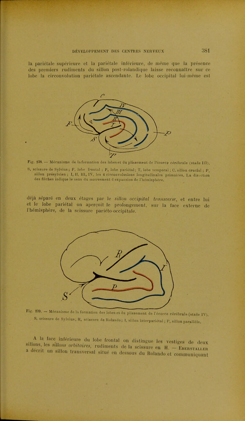 la pariétale supérieure cl la pariétale inférieure, de n)éine que la présence des premiers rudiments du sillon post-rolandi(iiie laisse reconnaître sur ce lobe la circonvolution pariétale ascendante. Le lobe occipital lui-même est r Fig. 238. — Mécanisme de lafoi'iiialion des lobeset du plissement de l'écorce cérébrale (stade I/l). S, scissure de Sylvius ; F, lobe frontal ; P, lobe pariétal; T, lobe temporal ; C, sillon crucial ; P, sillon présylvien ; I, If, 111, IV, les 4 circonvolutions longitudinales primaires. La dir.ction des flèches indique le sens du mouvement d e.tpansion de l'iiémisphère. déjà séparé en deux étages par le sillon occipital troiisverse, et entre lui et le lobe pariétal on aperçoit le prolongement, sur la face externe de l'hémisphère, de la scissure pariéto-occipitale. A la face inférieure du lobe frontal on di.stingue les vestiges de deux a décrit un r'™' r'^^ ^^-'^^'-^ - -^^^'^r:l:2 a décrit un sdlon transversal situé en dessous du Rolando et communiquant