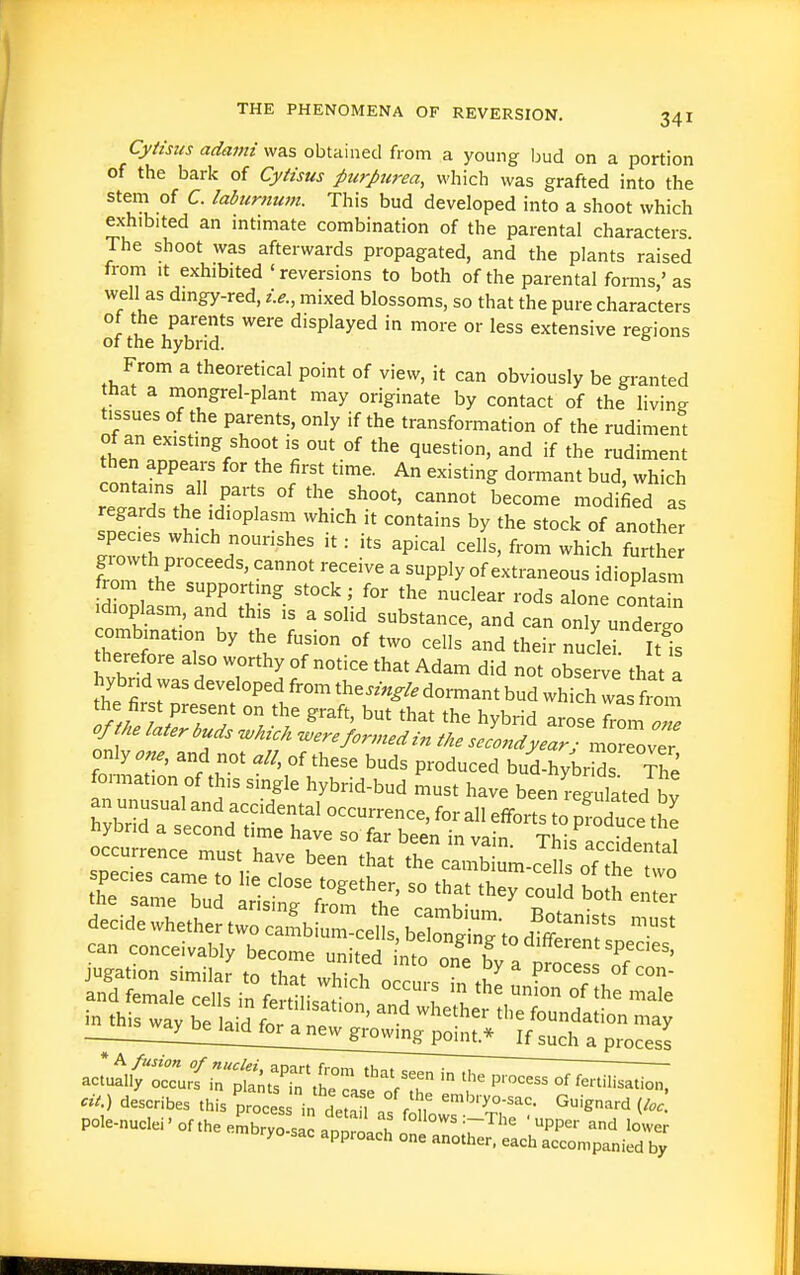 Cytzsus adami was obtained from a young ljud on a portion of the bark of Cytisus purpurea, which was grafted into the stem of C. laburnum. This bud developed into a shoot which exhibited an intimate combination of the parental characters. The shoot was afterwards propagated, and the plants raised from It exhibited ' reversions to both of the parental forms ' as well as dingy-red, i.e., mixed blossoms, so that the pure characters of the parents were displayed in more or less extensive regions of the hybrid. From a theoretical point of view, it can obviously be granted hat a mongrel-plant may originate by contact of the living tissues of the parents, only if the transformation of the rudiment of an existing shoot is out of the question, and if the rudiment then appears for the first time. An existing dormant bud, which contams all parts of the shoot, cannot become modified as regards the idioplasm which it contains by the stock of another spec.es which nourishes it: its apical cells, from which furthe giowth proceeds, cannot receive a supply of extraneous idioplasm from the supporting stock; for the nuclear rods alone contain Idioplasm and this is a solid substance, and can only unde^o combination by the fusion of two cells and their nuclei U is therefore also worthy of notice that Adam did not observe that a hybrid was developed from the..«^/. dormant bud which las from the first present on the graft, but that the hybrid arose frorn ^ of the later buds M -were formed in the selondyearTrZZZ only one, and not all, of these buds produced bud-hybrSs The formation of this single hybrid-bud must have been rented by hybrid a second time have so far been in vain. This accidenfp! ;~meTlied: T T ^^^^'^ ofTZ ■ process describes this process in det^n r n ^'^'y-^^'^- Guign.ird pole-nudei-ofthelbryircantLh 'T^'''' ' PP^r and lower oryo sac approach one another, each accompanied by