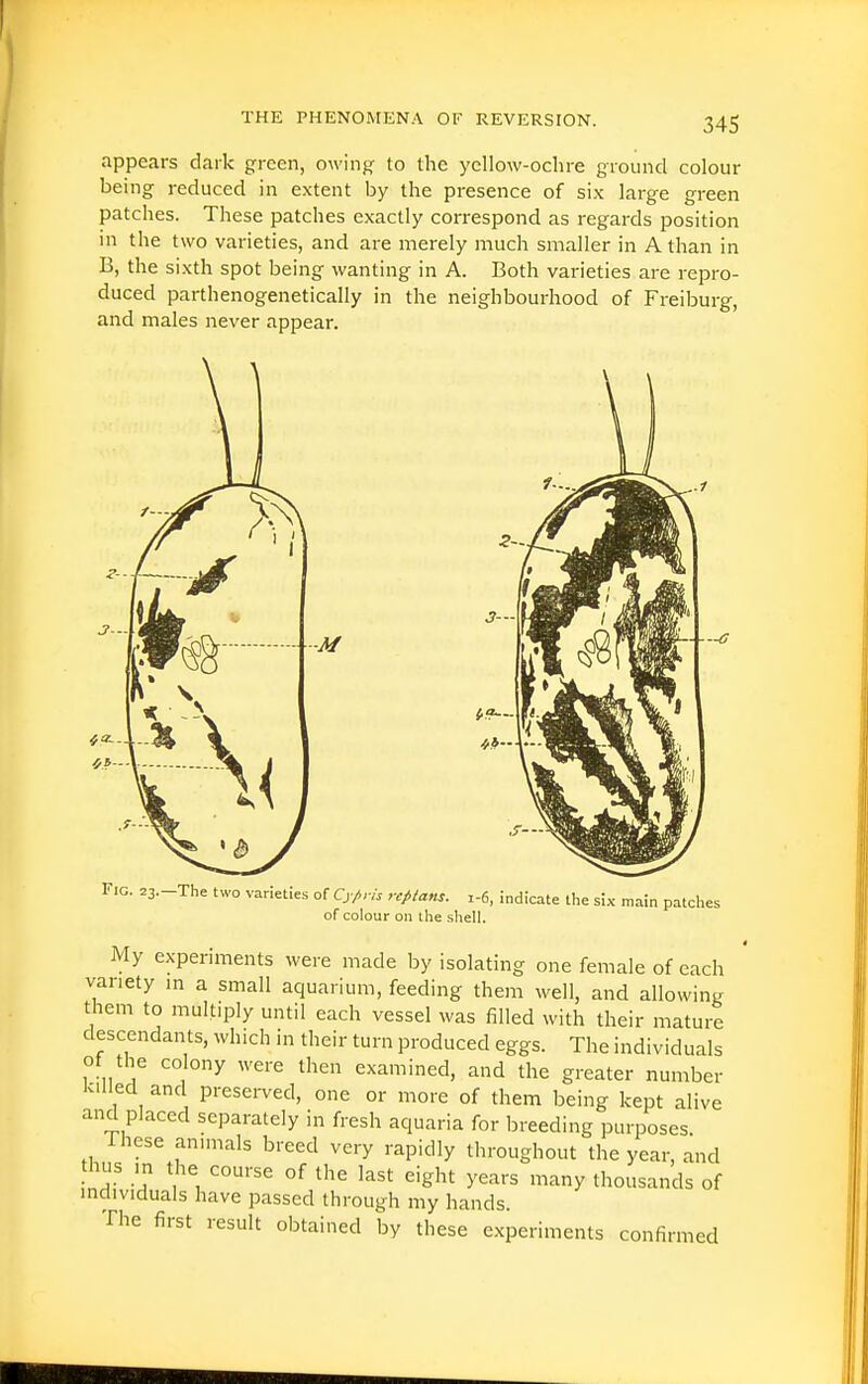 appears dark green, owing to the yellow-ochre ground colour being reduced in extent by the presence of six large green patches. These patches exactly correspond as regards position in the two varieties, and are merely much smaller in A than in B, the sixth spot being wanting in A. Both varieties are repro- duced parthenogenetically in the neighbourhood of Freiburg, and males never appear. Fig. =3.-The two varieties of Cj/r« rcptans. i-6, indicate the six main patches of colour on the shell. My experiments were made by isolating one female of each variety m a small aquarium, feeding them well, and allowing them to multiply until each vessel was filled with their mature descendants, which in their turn produced eggs. The individuals of the colony were then examined, and the greater number Killed and preserved, one or more of them being kept alive and placed separately in fresh aquaria for breeding purposes These animals breed very rapidly throughout the year, and hus in the course of the last eight years many thousands of individuals have passed through my hands. The first result obtained by these experiments confirmed