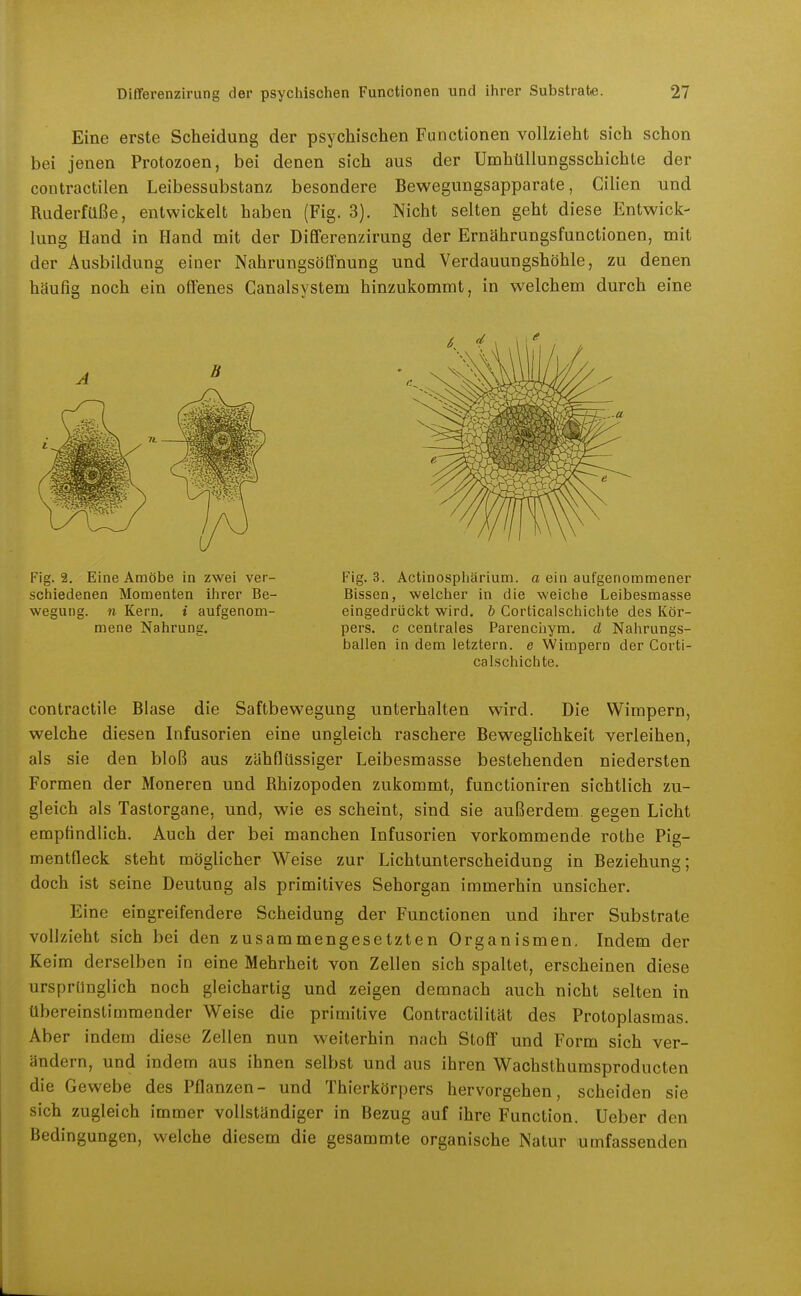 Eine erste Scheidung der psychischen Functionen vollzieht sich schon bei jenen Protozoen, bei denen sich aus der Umhüllungsschichte der coutractilen Leibessubstanz besondere Bewegungsapparate, Cilien und Ruderfüße, entwickelt haben (Fig. 3). Nicht selten geht diese Entwick- lung Hand in Hand mit der Differenzirung der Ernährungsfunctionen, mit der Ausbildung einer Nahrungsöffnung und Verdauungshöhle, zu denen häufig noch ein offenes Ganalsystem hinzukommt, in welchem durch eine contractile Blase die Saftbewegung unterhalten wird. Die Wimpern, welche diesen Infusorien eine ungleich raschere Beweglichkeit verleihen, als sie den bloß aus zähflüssiger Leibesmasse bestehenden niedersten Formen der Moneren und ßhizopoden zukommt, functioniren sichtlich zu- gleich als Tastorgane, und, wie es scheint, sind sie außerdem gegen Licht empfindlich. Auch der bei manchen Infusorien vorkommende rothe Pig- mentfleck steht möglicher Weise zur Lichtunterscheidung in Beziehung; doch ist seine Deutung als primitives Sehorgan immerhin unsicher. Eine eingreifendere Scheidung der Functionen und ihrer Substrate vollzieht sich bei den zusammengesetzten Organismen. Indem der Keim derselben in eine Mehrheit von Zellen sich spaltet, erscheinen diese ursprünglich noch gleichartig und zeigen demnach auch nicht selten in übereinstimmender Weise die primitive Gontractilität des Protoplasmas. Aber indem diese Zellen nun weiterhin nach Stoff und Form sich ver- ändern, und indem aus ihnen selbst und aus ihren Wachsthumsproducten die Gewebe des Pflanzen- und Thierkörpers hervorgehen, scheiden sie sich zugleich immer vollständiger in Bezug auf ihre Function. Ueber den Bedingungen, welche diesem die gesammte organische Natur umfassenden Fig. 2. Eine Amöbe in zwei ver- schiedenen Momenten ihrer Be- wegung, n Kern, i aufgenom- mene Nahrung. Fig. 3. Actinosphärium. a ein aufgenommener Bissen, welcher in die weiche Leibesmasse eingedrückt wird, b Corticalschichte des Kör- pers, c centrales Parenchym. d Nahrungs- ballen in dem letztern. e Wimpern der Corti- calschichte.