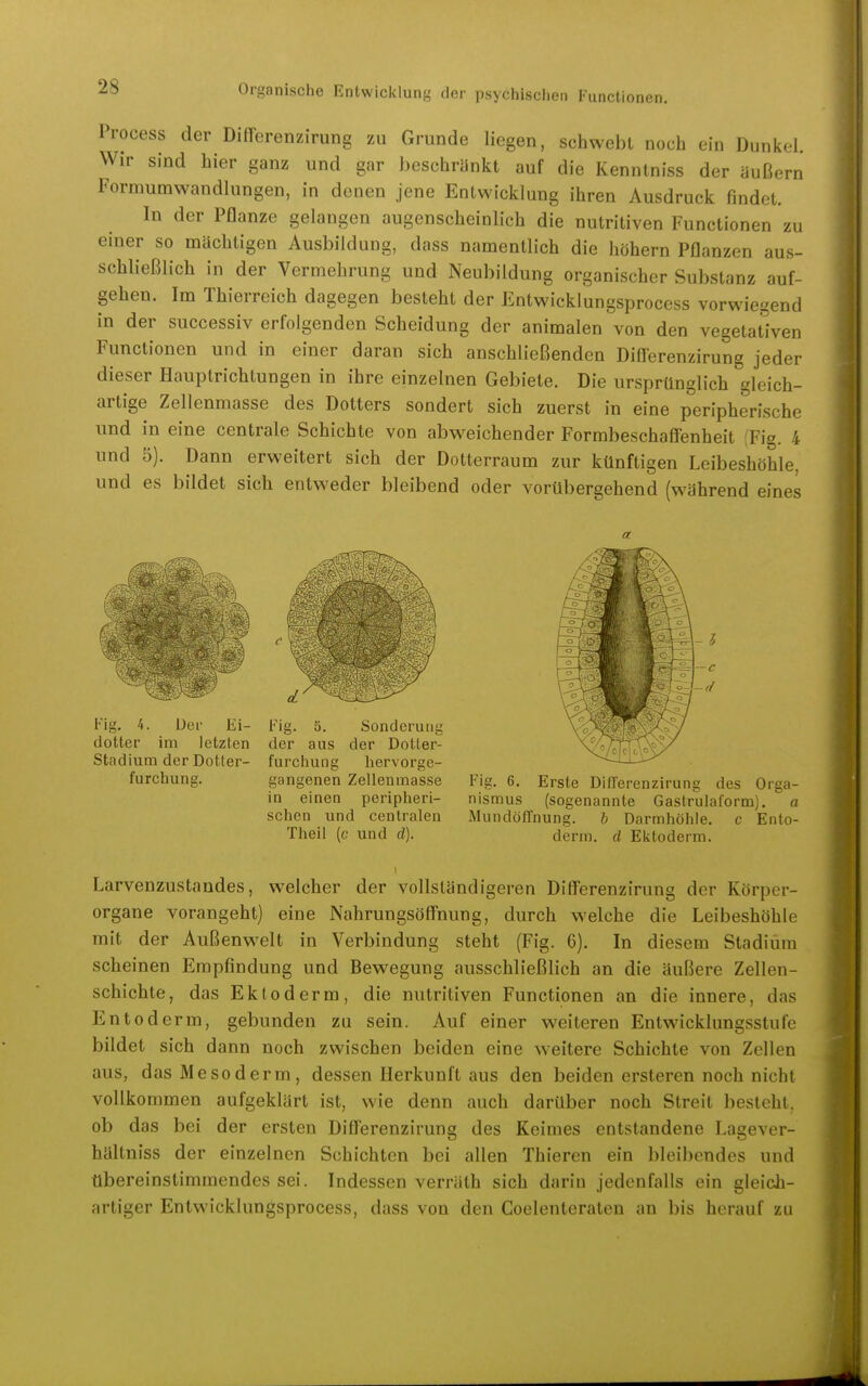 Irocess der DifTerenzirung zu Grunde liegen, schwebt noch ein Dunkel. Wir sind hier ganz und gar beschrankt auf die Kennlniss der üußern Formumwandlungen, in denen jene Entwicklung ihren Ausdruck findet. In der Pflanze gelangen augenscheinlich die nutritiven Functionen zu einer so mächtigen Ausbildung, dass namentlich die höhern Pflanzen aus- schließlich in der Vermehrung und Neubildung organischer Substanz auf- gehen. Im Thierreich dagegen besteht der Entwicklungsprocess vorwiegend in der successiv erfolgenden Scheidung der animalen von den vegetativen Functionen und in einer daran sich anschließenden Differenzirung jeder dieser Hauptrichtungen in ihre einzelnen Gebiete. Die ursprünglich gleich- artige Zellenmasse des Dotters sondert sich zuerst in eine peripherische und in eine centrale Schichte von abweichender Formbeschaff'enheit (Fig. 4 und 5). Dann erweitert sich der Dotterraum zur künftigen Leibeshöhle, und es bildet sich entweder bleibend oder vorübergehend (während eines Fig. 4. Der Ei- dotter im letzten Stadium der Dotter- furchung. Fig. 0. Sonderuiig der aus der Dotter- furchung hervorge- gangenen Zellenmasse in einen peripheri- schen und centralen Theil (c und d). Fig. 6. Erste Differenzirung des Orga- nismus (sogenannte Gastrulaform). a Mundöffnung. b Darmhöhle, c Ento- derm. d Ektoderm. Larvenzustandes, welcher der vollständigeren Differenzirung der Körper- organe vorangeht) eine Nahrungsöffnung, durch welche die Leibeshöhle mit der Außenwelt in Verbindung steht (Fig. 6). In diesem Stadium scheinen Empfindung und Bewegung ausschlielSlich an die äußere Zellen- schichte, das Ektoderm, die nutritiven Functionen an die innere, das Entoderm, gebunden zu sein. Auf einer weiteren Entwicklungsstufe bildet sich dann noch zwischen beiden eine weitere Schichte von Zellen aus, dasMesoderm, dessen Herkunft aus den beiden ersteren noch nicht vollkommen aufgeklärt ist, wie denn auch darüber noch Streit besteht, ob das bei der ersten Differenzirung des Keimes entstandene Lagever- hältniss der einzelnen Schichten bei allen Thieren ein bleibendes und übereinstimmendes sei. Indessen verräth sich darin jedenfalls ein gleich- artiger Entwicklungsprocess, dass von den Coelenteraten an bis herauf zu