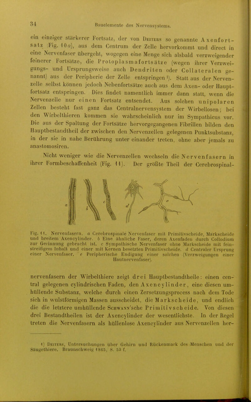 ein einziger stärkerer Fortsatz, der von Deiters so genannte Axenfort- satz Fig. lOö), aus dem Centrum der Zelle hervorkommt und direct in eine Nervenfaser übergeht, wogegen eine Menge sich alsbald verzweigender feinerer Fortsätze, die Protoplasmafortsätze (wegen ihrer Verzwei- gungs- und Ursprungsweise auch Dendriten oder Coilateralen ge- nannt) aus der Peripherie der Zelle entspringen i). Statt aus der Nerven- zelle selbst können jedoch Nebenfortsätze auch aus dem Axen- oder Haupt- fortsatz entspringen. Dies findet namentlich immer dann statt, wenn die Nervenzelle nur einen Fortsatz entsendet. Aus solchen unipolaren Zellen besteht fast ganz das Centrainervensystem der Wirbellosen; bei den Wirbelthieren kommen sie wahrscheinlich nur im Sympathicus vor. Die aus der Spaltung der Fortsätze hervorgegangenen Fibrillen bilden den Hauptbestandtheil der zwischen den Nervenzellen gelegenen Punktsubslanz, in der sie in nahe Berührung unter einander treten, ohne aber jemals zu anastomosiren. Nicht weniger wie die Nervenzellen wechseln die Nervenfasern in ihrer Formbeschaffenheit (Fig. 11). Der größte Theil der Cerebrospinal- Fig. U. Nervenfasern, a Cerebrospinale Nervenfaser mit Primitivsclieide, Markscheide und breitem Axencylinder. b Eine aiiniiche Faser, deren Axenfaden durch Collodium zur Gerinnung gebracht ist. c Sympathische Nervenfaser ohne Marlvscheide mit fein- streifigem Inhalt und einer mit Kernen besetzten Primitivscheide, d Centraler Ursprung einer Nervenfaser, e Peripherische Endigung einer solchen (Verzweigungen einer Hautnervenfaser). nervenfasern der Wirbelthiere zeigt drei Hauptbestandtheile: einen cen- tral gelegenen cylindrischen Faden, den Axencylinder, eine diesen um- hüllende Substanz, welche durch einen Zersetzungsprocess nach dem Tode sich in wulstförmigen Massen ausscheidet, die Markscheide, und endlich die die letztere umhüllende ScnwANiv'sche Primitivscheide. Von diesen drei Bestandtheilen ist der Axencylinder der wesentlichste. In der Regel treten die Nervenfasern als hüllenlose Axencylinder aus Nervonzollcn hcr- DErrERs, Untersuchungen über Gehirn und Rückenmark des Menschen und dor Säugethiere. Braunschweig 1865, S. ö3 f.