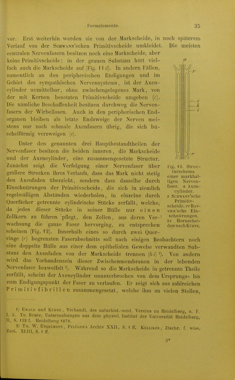 \\J a / II// - s vor. Erst weiterhin werden sie von der Markscheide, in noch späterem Verlauf von der ScnwANN'schen Primitivscheide umkleidet. Die meisten centralen Nervenfasern besitzen noch eine Markscheide, aber keine Primitivscheide; in der grauen Substanz hört viel- fach auch die Markscheide auf (Fig. 1 1 d). In andern Fällen, namentlich an den peripherischen Endigungen und im Gebiet des sympathischen Nervensystems, ist der Axen- cylinder unmittelbar, ohne zwischengelegenes Mark, von der mit Kernen besetzten Primitivscheide umgeben (c). Die nämliche Beschaffenheit besitzen durchweg die Nerven- fasern der Wirbellosen. Auch in den peripherischen End- organen bleiben als letzte Endzweige der Nerven mei- stens nur noch schmale Axenfasern übrig, die sich bü- schelförmig verzweigen (e). Unter den genannten drei Hauptbestandtheilen der Nervenfaser besitzen die beiden inneren, die Markscheide und der Axencylinder, eine zusammengesetzte Structur. Zunächst zeigt die Verfolgung einer Nervenfaser über größere Strecken ihres Verlaufs, dass das Mark nicht stetig den Axenfaden überzieht, sondern dass dasselbe durch Einschnürungen der Primitivscheide, die sich in ziemlich regelmäßigen Abständen wiederholen, in einzelne durch Querfächer getrennte cylindrische Stücke zerfällt, welche, da jedes dieser Stücke in seiner Hülle nur einen Zellkern zu führen pflegt, den Zellen, aus deren Ver-' wachsung die ganze Faser hervorging, zu entsprechen scheinen (Fig. 12). Innerhalb eines so durch zwei Quer- ringe (?•) begrenzten Faserabschnitts soll nach einigen Beobachtern noch eine doppelte Hülle aus einer dem epithelialen Gewebe verwandten Sub- stanz den Axenfaden von der Markscheide trennen (/i?V). Von andern wird das Vorhandensein dieser Zwischenmembranen in der lebenden Nervenfaser bezweifelt 2). Während so die Markscheide in getrennte Theile zerfällt, scheint der Axencylinder ununterbrochen von dem Ursprungs- bis zum Endigungspunkt der Faser zu verlaufen. Er zeigt sich aus zahlreichen Primitivfibrillen zusammengesetzt, welche ihm an vielen Stellen, Fig. 12. Struc- turschema einer marichal- tigen Nerven- faser, a Axen- cylinder. s ScHWANN'sche Primitiv- scheide. rrRAN- viER'sche Ein- schnürungen. hi Hornschei- den nachKüHNE. 1) Ewald und Kühne, Verhandl. des naturhist.-med. Vereins zu Heidelberg, n. F. I, Tu. Rumpf, Untersuchungen aus dem physiol. Institut der Universität Heidelbere! II, S. 132 f. Heidelberg 1878. 2) Tu. W. Engelmann, PFLÜGEn'.s Archiv XXH, S. 1 IT. Kölliker , Ztschr. f. wiss. Zooi. XLIil, S. 1 fr. 3»