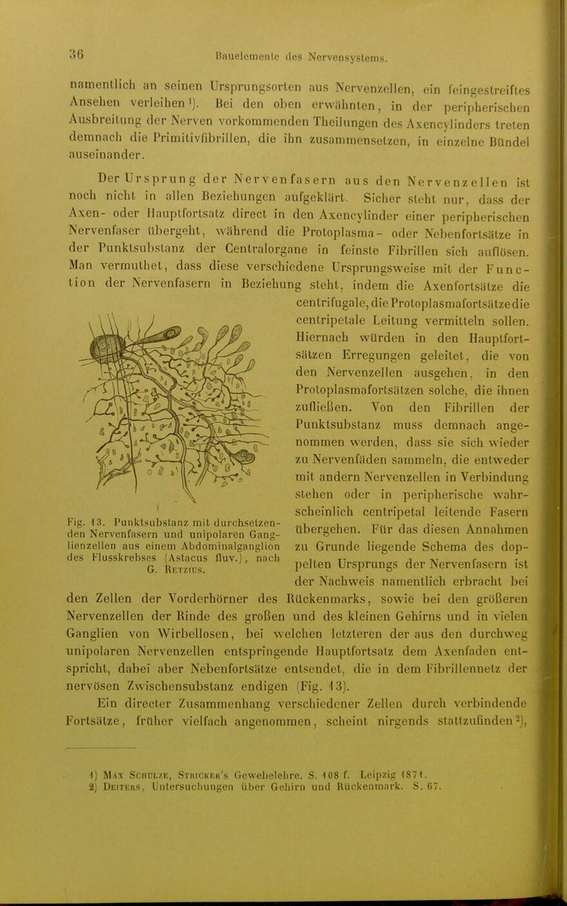 namentlich an seinen Ursprungsorten aus Nerven-zclien, ein leingeslreiftes Ansehen verleihen'). Bei den oben erwähnten, in der peripherischen Ausbreitung der Nerven vorkonimenden Theilungen des Axencylinders treten demnach die Primitivfibrillen, die ihn zusammensetzen, in einzelne Bündel auseinander. Der Ursprung der Nervenfasern aus den Nervenzellen ist noch nicht in allen Beziehungen aufgeklärt. Sicher steht nur, dass der Axen- oder liauptfortsatz direct in den Axencylinder einer peripherischen Nervenfaser übergeht, während die Protoplasma- oder Nebenfortsütze in der Punktsubstanz der Gentraiorgane in feinste Fibrillen sich auflösen. Man vermuthet, dass diese verschiedene Ursprungsweise mit der Func- tion der Nervenfasern in Beziehung steht, indem die Axenfortsätze die centrifugale,dieProtoplasmafortsätzedie centripetale Leitung vermitteln sollen. Hiernach würden in den Hauplfort- sätzen Erregungen geleitet, die von den Nervenzellen ausgehen, in den Protoplasmafortsätzen solche, die ihnen zufließen. Von den Fibrillen der Punktsubstanz muss demnach ange- nommen werden, dass sie sich wieder zu Nervenfäden sammeln, die entweder mit andern Nervenzellen in Verbindung stehen oder in peripherische wahr- scheinlich centripetal leitende Fasern übergehen. Für das diesen Annahmen zu Grunde liegende Schema des dop- pelten Ursprungs der Nervenfasern ist der Nachweis namentlich erbracht bei den Zellen der Vorderhörner des Rückenmarks, sowie bei den größeren Nervenzellen der Rinde des großen und des kleinen Gehirns und in vielen Ganglien von Wirbellosen, bei welchen letzteren der aus den durchweg; unipolaren Nervenzellen entspringende Hauptfortsalz dem Axenfaden ent- spricht, dabei aber Nebenfortsätze entsendet, die in dem Fibrillennetz der nervösen Zwischensubstanz endigen (Fig. 13). Ein directer Zusammenhang verschiedener Zellen durch verbindende Fortsätze, früher vielfach angenommen, scheint nirgends stattzufinden-;. Fig. 13. Punktsubstanz mit durchsetzen- den Nervenfasern und unipolaren Gang- lienzeilen aus einem Abdominalganglion des Flusskrebses (Astacus fluv.), nach G. Retzius. 1) M.\x Schulze, Stiucker's Gewebelehre. S. 108 f. Leipzig 1871. 2) Deiteks, Untersuchungen über Gehirn und Rückenmark. S. 67.