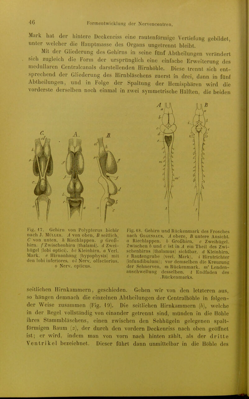 Mark hat der hintere Deckenriss eine rautenfünnige Vertiefung gebildet, unter welcher die Hauptmasse des Organs ungetrennt bleibt. Mit der Gliederung des Gehirns in seine fünf Abtheilungen verändert sich zugleich die Form der ursprünglich eine einfache Erweiterung des medullären Centralcanals darstellenden Hirnhöhle. Diese trennt sich ent- sprechend der Gliederung des Hirnblyschens zuerst in drei, dann in fünf Abtheilungen, und in Folge der Spaltung der Hemisphären wird die vorderste derselben noch einmal in zwei symmetrische Hälften, die beiden Fig. ■J7. Gehirn von Polypterus bichir nach J. Müller. A von oben, B seitlich, C von unten, h Riechlappen, g Groß- hirn. /'Zwischenhirn (thalami). d Zwei- hügel (lobi optici), bc Kleinhirn, a Verl. Mark, e Hirnanhang (hypophysis) mit den lobi inferiores. oZNerv. olfactorius. 0 Nerv, opticus. Fig. 4 8. Gehirn und Rückenmark des Frosches nach Gegenhaur, A obere, B untere Ansicht, ff Riechlappen, b Großhirn, c Zweihügel. Zwischen b und c ist in A ein Theil des Zwi- schenhirns (thalanius) sichtbar, d Kleinhirn. s Rautengrube (verl. Mark), t Hirntrichter (infundibulum); vor demselben die Kreuzunp; der Sehnerven, m Rückenmark, m' Lenden- anschwellung desselben, t Endfaden des .Rückenmarks. seitlichen Hirnkammern, geschieden. Gehen wir von den letzteren aus. so hängen demnach die einzelnen Abtheilungen der Centraihöhle in folgen- der Weise zusammen (Fig. 19). Die seitlichen Hirnkammern (//), welche in der Regel vollständig von einander getrennt sind, münden in die Höhle ihres Stammbläschens, einen zwischen den Sehhügeln gelegenen spalt- förmigen Raum (z), der durch den vordem Deckenriss nach oben geöffnet ist; er wird, indem man von vorn nach hinten zählt, als der dritte Ventrikel bezeichnet. Dieser führt dann unmittelbar in die Höhle des