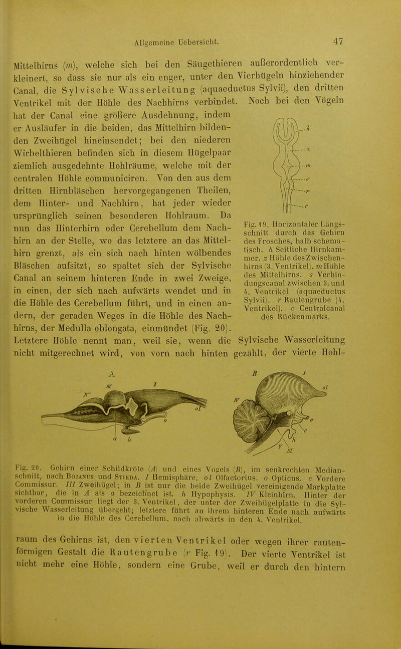 Mittelhirns (m), welche sich bei den Säugethieren außerordentlich ver- kleinert, so dass sie nur als ein enger, unter den Vierhügeln hinziehender Canal, die Sylvische Wasserleitung (aquaeductus Sylvii), den dritten Ventrikel mit der Höhle des Nachhirns verbindet. Noch bei den Vögeln hat der Canal eine größere Ausdehnung, indem er Ausläufer in die beiden, das Mittelhirn bilden- den Zweihügel hineinsendet; bei den niederen Wirbeithieren befinden sich in diesem Hügelpaar ziemlich ausgedehnte Hohlräume, welche mit der centralen Höhle communiciren. Von den aus dem dritten Hirnbläschen hervorgegangenen Theilen, dem Hinter- und Nachhirn, hat jeder wieder ursprünglich seinen besonderen Hohlraum. Da nun das Hinterhirn oder Cerebellum dem Nach- hirn an der Stelle, wo das letztere an das Mittel- hirn grenzt, als ein sich nach hinten wölbendes Bläschen aufsitzt, so spaltet sich der Sylvische Canal an seinem hinteren Ende in zwei Zweige, in einen, der sich nach aufwärts wendet und in die Höhle des Cerebellum führt, und in einen an- dern, der geraden Weges in die Höhle des Nach- hirns, der Medulla oblongata, einmündet (Fig. 20). Letztere Höhle nennt man, weil sie, w^enn die Sylvische Wasserleitung nicht mitgerechnet wird, von vorn nach hinten gezählt, der vierte Hohl- Fig. 19. Horizontaler Längs- schnitt durch das Gehirn des Frosches, halb schema- tisch, h Seitliche Hirnkam- mer, z Höhle des Zwischen- hirns (3. Ventrikel). mHöhle des Mittelhirns. 5 Verbin- dungscanal zwischen 3. und 4. Ventrikel (aquaeductus Sylvii). r Rautengrube (4. Ventrikel), c Centralcanal des Rückenmarks. Fig. 20. Gehirn einer Schildkröte {A) und eines Vogels (ß), im senkrechten Median- schnitt, nach BojANUs und Stieda. / Hemisphäre, ol Olfactorius. o Opticus, c Vordere Commissur. /// Zweihügel; in B ist nur die beide Zweihügel vereinigende Markplatte sichtbar, die in A als a bezeichnet ist. h Hypophysis. IV Kleinhirn. Hinter der vorderen Commissur liegt der 3. Ventrikel, der unter der Zweihügelplatte in die Syl- vische Wasserleitung übergeht; letztere führt an ihrem hinteren Ende nach aufwärts in die Höhle des Cerebellum. nach abwärts in den 4. Ventrikel. räum des Gehirns ist, den vierten Ventrikel oder wegen ihrer rauten- förmigen Gestalt die Rauten grübe (r Fig. 19). Der vierte Ventrikel ist nicht mehr eine Höhle, sondern eine Grube, weil er durch den hintern