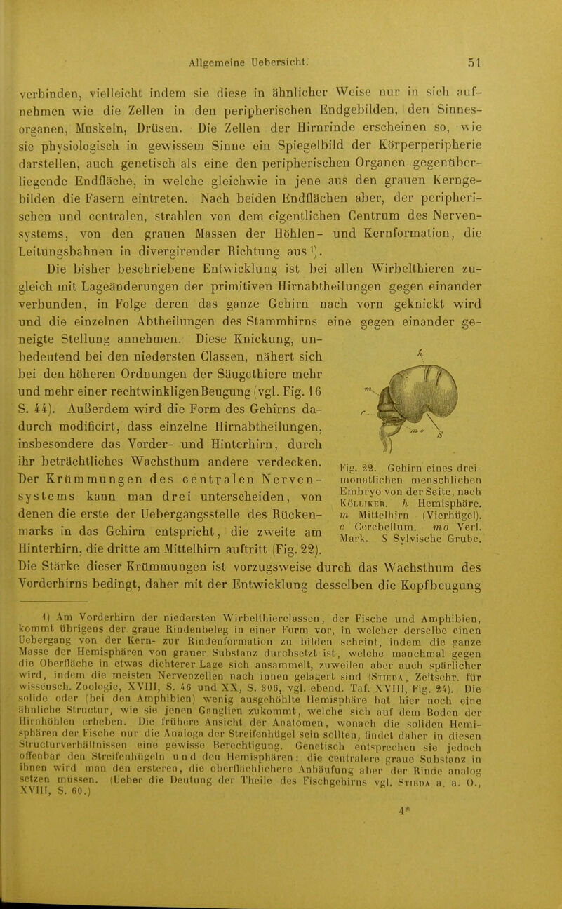 verbinden, vielleicht indem sie diese in ahnlicher Weise nur in sich auf- nehmen wie die Zellen in den peripherischen Endgebilden, den Sinnes- organen, Muskeln, Drüsen. Die Zellen der Hirnrinde erscheinen so, wie sie physiologisch in gevsn'ssem Sinne ein Spiegelbild der Körperperipherie darstellen, auch genetisch als eine den peripherischen Organen gegenüber- liegende Endfläche, in welche gleichwie in jene aus den grauen Kernge- bilden die Fasern eintreten. Nach beiden Endflächen aber, der peripheri- schen und centralen, strahlen von dem eigentlichen Centrum des Nerven- systems, von den grauen Massen der Höhlen- und Kernformation, die Leitungsbahnen in divergirender Richtung aus'). Die bisher beschriebene Entwicklung ist bei allen Wirbelthieren zu- gleich mit Lageänderungen der primitiven Hirnabtheilungen gegen einander verbunden, in Folge deren das ganze Gehirn nach vorn geknickt wird und die einzelnen Abtheilungen des Stammhirns eine gegen einander ge- neigte Stellung annehmen. Diese Knickung, un- bedeutend bei den niedersten Glassen, nähert sich \ bei den höheren Ordnungen der Säugethiere mehr und mehr einer rechtwinkligen Beugung (vgl. Fig. 16 S. 44). Außerdem wird die Form des Gehirns da- durch modificirt, dass einzelne Hirnabtheilungen, insbesondere das Vorder- und Hinterhirn, durch ihr beträchtliches Wachsthum andere verdecken, u- n u- • ^ • tig. 22. Gehirn eines drei- Der Krümmungen des centralen Nerven- monatlichen menschlichen Systems kann man drei unterscheiden, von Embryo von der Seite, nach ' KoLLiKF.n. h Hemisphäre, denen die erste der Uebergangsstelle des Rücken- m Mittelhirn (Vierhügel). marks in das Gehirn entspricht, die zweite am ' ^.^'^^^«'''f,»0 ^ej'. ' ' Mark. S Sylvische Grube. Hinterhirn, die dritte am Mittelhirn auftritt (Fig. 22). Die Stärke dieser Krümmungen ist vorzugsweise durch das Wachsthum des Yorderhirns bedingt, daher mit der Entwicklung desselben die Kopfbeugung 1) Am Vorderhirn der niedersten Wirbelthierclassen, der Fische und Amphibien, kommt übrigens der graue Rindenbeleg in einer Form vor, in welcher derselbe einen liebergang von der Kern- zur Rindenformation zu bilden scheint, indem die ganze Masse der Hemisphären von grauer Substanz durchsetzt ist, welche manchmal gegen die Oberfläche in etwas dichterer Lage sich ansammelt, zuweilen aber auch spärlicher wird, indem die meisten Nervenzellen nach innen gelagert sind (Stieda, Zeitschr. für Wissensch. Zoologie, XVIH, S. 46 und XX, S. 306, vgl. cbend. Taf. XVII], Fig. 24). Die solide oder (bei den Amphibien) wenig ausgehöhlte Hemisphäre hat hier noch eine ähnliche Structur, wie sie jenen Ganglien zukommt, welche sich auf dem Boden der Hirnhöhlen erheben. Die frühere Ansicht der Anatomen, wonach die soliden Hemi- sphären der Fische nur die Analoga der Streifenhügel sein sollten, findet daher in diesen Strucfurverhältnissen eine gewisse Berechtigung. Genetisch entsprechen sie jedoch offenbar den Streifenhügeln und den Hemisphären: die centralere graue Substanz in ihnen wird man den ersteren, die oberilächlichere Anhäufung aber der Rinde analog setzen müssen. (Ueber die Deutung der Theile des Fischgehirns vl Stieda a a o XVIII, S. 60.) • • •. 4*