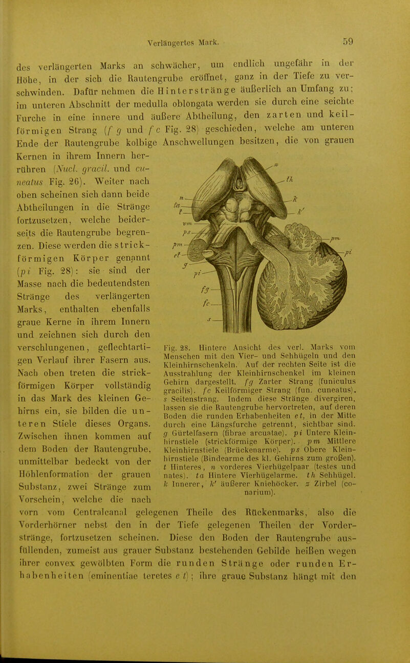 des verlängerten Marks an schwächer, um endlich ungefähr in der Höhe, in der sich die Rautengrube eröffnet, ganz in der Tiefe zu ver- schwinden. Dafür nehmen die Hinter stränge äußerlich an Umfang zu; im unteren Abschnitt der medulla oblongata werden sie durch eine seichte Furche in eine innere und äußere Abiheilung, den zarten und keil- förmigen Strang {f g und f c Fig. 28) geschieden, welche am unteren Ende der Rautengrube kolbige Anschwellungen besitzen, die von grauen Kernen in ihrem Innern her- rühren {Niicl. gracil. und cu- 7ieatus Fig. 26). Weiter nach oben scheinen sich dann beide Abtheilungen in die Stränge fortzusetzen, welche beider- seits die Rautengrube begren- zen. Diese werden die strick- förmigen Körper genannt [pi Fig. 28): sie sind der Masse nach die bedeutendsten Stränge des verlängerten Marks, enthalten ebenfalls graue Kerne in ihrem Innern und zeichnen sich durch den verschlungenen, geflechtarti- gen Verlauf ihrer Fasern aus. Nach oben treten die strick- förmigen Körper vollständig in das Mark des kleinen Ge- hirns ein, sie bilden die un- teren Stiele dieses Organs. Zwischen ihnen kommen auf dem Boden der Rautengrube, unmittelbar bedeckt von der Höhlenformation der grauen Substanz, zwei Stränge zum Fig. 28. Hintere Ansicht des verl. Marks vom Menschen mit den Vier- und Sehhügeln und den Kleinhirnschenkeln. Auf der rechten Seite ist die Ausstrahlung der Kleinhirnschenkel im kleinen Gehirn dargestellt, fg Zarter Strang (funiculus gracilis). fc Keilförmiger Strang (fun. cuneatus). s Seitenstrang. Indem diese Stränge divergiren, lassen sie die Rautengrube hervortreten, auf deren Boden die runden Erhabenheiten et, in der Mitte durch eine Längsfurche getrennt, sichtbar sind. g Gürtelfasern (fibrae arcuatae). pi Untere Klein- iiirnstiele (strickförmige Körper), pm Mittlere Kleinhirnstiele (Brückenarme), ps Obere Klein- hirnstiele (Bindearme des kl. Gehirns zum großen). t Hinteres, n vorderes Vierhügelpaar (testes und nates). ta Hintere Vierhügelarme, th Sehhügel. k Innerer, k' äußerer Kniehöcker, z Zirbel (co- narium). Vorschein, welche die nach vorn vom Centralcanal gelegenen Theile des Rückenmarks, also die Vorderhörner nebst den in der Tiefe gelegenen Theilen der Vorder- stränge, fortzusetzen scheinen. Diese den Boden der Rautengrube aus- füllenden, zumeist aus grauer Substanz bestehenden Gebilde heißen wegen ihrer convex gewölbten Form die runden Stränge oder runden Er- habenheiten (eminentiae teretes e <); ihre graue Substanz hängt mit den