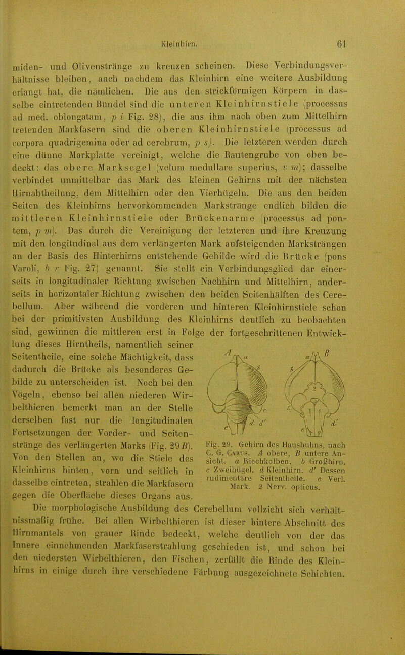 miden- und Olivenstränge zu kreuzen scheinen. Diese Verbindungsver- hältuisse bleiben, auch nachdem das Kleinhirn eine weitere Ausbildung erlangt hat, die nämlichen. Die aus den strickförmigen Körpern in das- selbe eintretenden Bündel sind die unteren Kleinhirnstiele (processus ;id med. oblongatam, p i Fig. 28), die aus ihm nach oben zum Mittelhirn tretenden Markfasern sind die oberen Kleinhirnstiele (processus ad Corpora quadrigeraina oder ad cerebrum, p s). Die letzteren werden durch eine dünne Markplatte vereinigt, welche die Eautengrube von oben be- deckt: das obere Marksegel (velum medulläre superius, v m)] dasselbe verbindet unmittelbar das Mark des kleinen Gehirns mit der nächsten Hirnabtheilung, dem Mitteihirn oder den Vierhügeln. Die aus den beiden Seiten des Kleinhirns hervorkommenden Markstränge endlich bilden die mittleren Kleinhirnstiele oder Brückenarme (processus ad pon- tem, p m). Das durch die Vereinigung der letzteren und ihre Kreuzung mit den longitudinal aus dem verlängerten Mark aufsteigenden Marksträngen an der Basis des Hinterhirns entstehende Gebilde wird die Brücke (pons Varoli, b r Fig. 27) genannt. Sie stellt ein Verbindungsglied dar einer- seits in longitudinaler Richtung zwischen Nachhirn und Mittelhirn, ander- seits in horizontaler Richtung zwischen den beiden Seitenhälften des Cere- bellum. Aber während die vorderen und hinteren Kleinhirnstiele schon bei der primitivsten Ausbildung des Kleinhirns deutlich zu beobachten sind, gewinnen die mittleren erst in Folge der fortgeschrittenen Entwick- lung dieses Hirntheils, namentlich seiner Seitentheile, eine solche Mächtigkeit, dass dadurch die Brücke als besonderes Ge- bilde zu unterscheiden ist. Noch bei den Vögeln, ebenso bei allen niederen Wir- belthieren bemerkt man an der Stelle derselben fast nur die longitudinalen Fortsetzungen der Vorder- und Seiten- stränge des verlängerten Marks (Fig. 29 ß). Von den Stellen an, wo die Stiele des Kleinhirns hinten, vorn und seitlich in dasselbe eintreten, strahlen die Markfasern liegen die Oberfläche dieses Organs aus. Die morphologische Ausbildung des Cerebellum vollzieht sich verhält- nissmäßig frühe. Bei allen Wirbelthieren ist dieser hintere Abschnitt des Ilirnmantels von grauer Rinde bedeckt, welche deutlich von der das Innere einnehmenden Markfaserstrahlung geschieden ist, und schon bei den niedersten Wirbelthieren, den Fischen, zerfällt die Rinde des Klein- hirns in einige durch ihre verschiedene Färbung ausgezeichnete Schichten. Fig. 29. Gehirn des Haushuhns, nach C. G. Carus. A obere, B untere An- sicht, a Riechkolben, h Großhirn, c Zweihügel, d Kleinhirn. cV Dessen rudimentäre Seitenlhcile. e Verl. Mark. 3 Nerv, opticus.