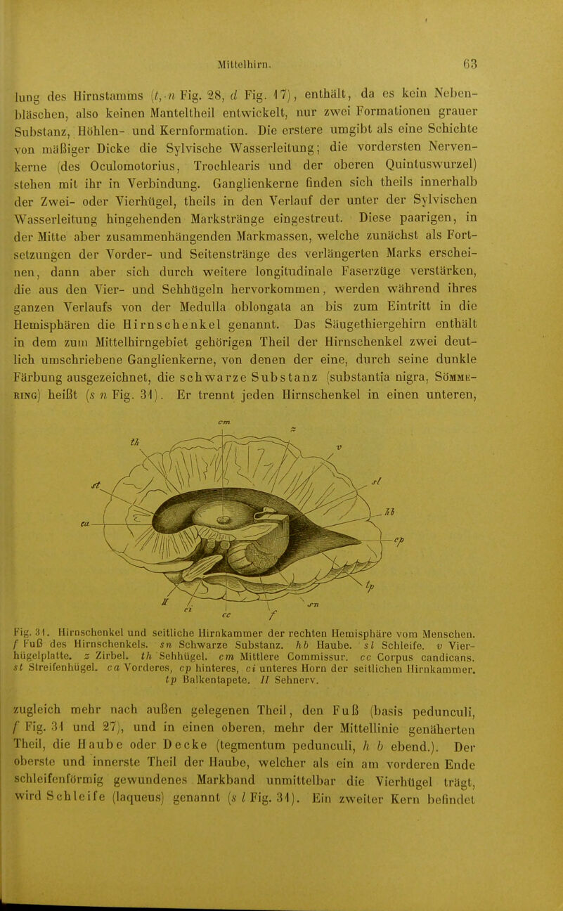 hing des Hirnstarams (^, Fig. 28, d Fig. 17), enthält, da es kern Neben- bläschen, also keinen Manteltheil entwickelt, nur zwei Formationen grauer Substanz, Höhlen- und Kernformation. Die erstere umgibt als eine Schichte von müßiger Dicke die Sylvische Wasserleitung; die vordersten Nerven- kerne (des Oculomotorius, Trochlearis und der oberen Quintuswurzel) stehen mit ihr in Verbindung. Ganglienkerne finden sich theils innerhalb der Zwei- oder Vierhtigel, theils in den Verlauf der unter der Sylvischen Wasserleitung hingehenden Markstränge eingestreut. Diese paarigen, in der Mitte aber zusammenhängenden Markmassen, welche zunächst als Fort- setzungen der Vorder- und Seitenstränge des verlängerten Marks erschei- nen, dann aber sich durch weitere longitudinale Faserzüge verstärken, die aus den Vier- und Sehhtigeln hervorkommen, werden während ihres ganzen Verlaufs von der Medulla oblongata an bis zum Eintritt in die Hemisphären die Hirnschenkel genannt. Das Säugethiergehirn enthält in dem zum Mittelhirngebiet gehörigen Theil der Hirnschenkel zwei deut- lich umschriebene Ganglienkerne, von denen der eine, durch seine dunkle Färbung ausgezeichnet, die schwarze Substanz (substantia nigra, Sömme- ring) heißt (5 w Fig. 31). Er trennt jeden Hirnschenkel in einen unteren, cm Fig. 31. Hirnschenliel und seitliche Hirnkammer der rechten Hemisphäre vom Menschen. t Fuß des Hirnschenkels, sn Schwarze Substanz, hb Haube, sl Schleife, v Vier- hügelplatte, z Zirbel, th Sehhügel, cm Mittlere Commissur. cc Corpus candicans. sl Streifenhügel, co Vorderes, cp hinteres, ci unteres Horn der seitlichen Hirnkammer. tp Balkentapete. // Sehnerv. zugleich mehr nach außen gelegenen Theil, den Fuß (basis pedunculi, /■ Fig. 31 und 27j, und in einen oberen, mehr der Mittellinie genäherten Theil, die Haube oder Decke (tegmentum pedunculi, h b ebend.). Der oberste und innerste Theil der Haube, welcher als ein am vorderen Ende schleifcnförmig gewundenes Markband unmittelbar die Vierhtigel trägt, wird Schleife (laqueus) genannt (s/Fig. 31). Ein zweiter Kern befindet
