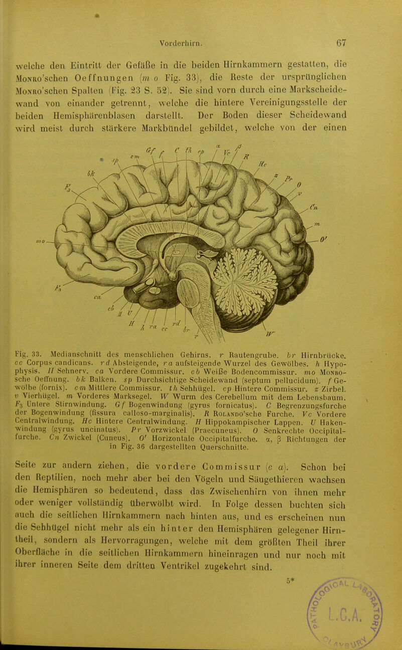 welche den Eintritt der Gefäße in die beiden Ilirnkammern gestatten, die MoNRo'schen Oeffnungen {m o Fig. 33), die Reste der ursprünglichen MoNRo'schen Spalten (Fig. 23 S. 52). Sie sind vorn durch eine Markscheide- wand von einander getrennt, welche die hintere Vereinigungsstelle der beiden Hemisphärenblasen darstellt. Der Boden dieser Scheidewand wird meist durch stärkere Markbündel gebildet, welche von der einen Fig. 33. Medianschnitt des menschlichen Gehirns, r Rautengrube, br Hirnbriiclie. cc Corpus candicans. rrf Absteigende, ra aufsteigende Wurzel des Gewölbes, h Hypo- physis. // Sehnerv, ca Vordere Commissur. cb Weiße Bodencommissur. mo Monro- sche Oefl'nung. 6 A; Balken, sp Durchsichtige Scheidewand (septum pellucidum). /• Ge- wölbe (fornix). cwt Mittlere Commissur. i/i Sehhügel, cp Hintere Commissur. z Zirbel. V Vierhügel, m Vorderes Marksegel. W Wurm des Cerebellum mit dem Lebensbaum. F3 Untere Stirnwindung. Gf Bogenwindung (gyrus fornicatus). C Begrenzungsfurche der Bogenwindung (fissura calloso-marginalis). R RoLANoo'sche Furche. Vc Vordere Centraiwindung, Hc Hintere Centraiwindung. // Hippokampischer Lappen. U Haken- windung (gyrus uncinatus). Pr Vorzwickel (Praecuneus). 0 Senkrechte Occipilal- furche. Cn Zwickel (Cuneus). 0' Horizontale Occipitalfurche. a, ß Richtungen der in Fig. 36 dargestellten Querschnitte. Seite zur andern ziehen, die vordere Commissur (c a). Schon bei den Reptilien, noch mehr aber bei den Vögeln und Säugethieren wachsen die Hemisphären so bedeutend, dass das Zwischenhirn von ihnen mehr oder weniger vollständig überwölbt wird. In Folge dessen buchten sich auch die seitlichen Hirnkammern nach hinten aus, und es erscheinen nun die Sehhügel nicht mehr als ein hinter den Hemisphären gelegener Hirn- theil, sondern als Hervorragungen, welche mit dem größten Theil ihrer Oberfläche in die seitlichen Hirnkammern hineinragen und nur noch mit ihrer inneren Seite dem dritten Ventrikel zugekehrt sind. ro