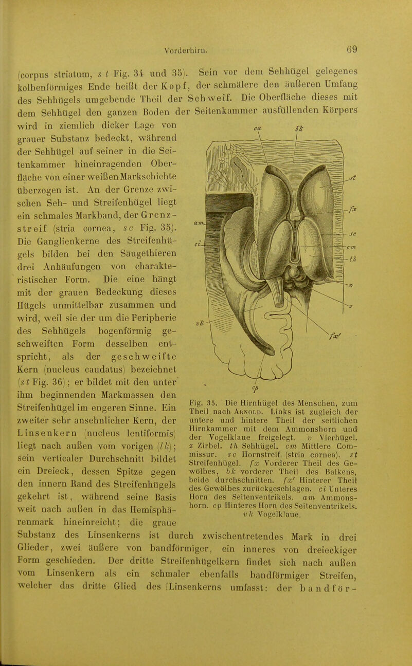 (corpus striatum, s l Fig. 34 und 35). Sein vor dem Sehliügel gelegenes kolbenförmiges Ende heißt der Kopf, der schmülere den äußeren Umfang des Sehhügels umgebende Theil der Schweif. Die Oberfläche dieses mit dem Sehhügel den ganzen Boden der Seitenkamraer ausfüllenden Körpers wird in ziemlich dicker Lage von grauer Substanz bedeckt, während der Sehhügel auf seiner in die Sei- tenkammer hineinragenden Ober- fläche von einer weißenMarkschichte überzogen ist. An der Grenze zwi- schen Seh- und Streifenhügel liegt ein schmales Markband, der Grenz- streif (stria Cornea, sc Fig. 35). Die Gans;lienkerne des Streifenhü- bei den Säugethieren von Charakte- rs' bilden Anhäufungen gels drei ristischer Form. Die eine hängt mit der grauen Bedeckung dieses Hügels unmittelbar zusammen und wird, weil sie der um die Peripherie des Sehhügels bogenförmig ge- schweiften Form desselben ent- spricht, als der geschweifte Kern (nucleus caudatus) bezeichnet [s t Fig. 36); er bildet mit den unter ihm beginnenden Markmassen den Streifenhügel im engeren Sinne. Ein zweiter sehr ansehnlicher Kern, der Linsenkern (nucleus lentiformis) liegt nach außen vom vorigen {Ik); sein verticaler Durchschnitt bildet ein Dreieck, dessen Spitze gegen den Innern Rand des Streifenhügels gekehrt ist, während seine Basis weit nach außen in das Ilemisphä- renmark hineinreicht; die graue Substanz des Linsenkerns ist durch zwischentretendes Mark in drei Glieder, zwei äußere von bandförmiger, ein inneres von dreieckiger Form geschieden. Der dritte StreifenhUgelkern findet sich nach außen vom Linsenkern als ein schmaler ebenfalls bandförmiger Streifen, welcher das dritte Glied des iLinsenkerns umfasst: der bandför- Fig. 35. Die Hii'nhügel des Menschen, zum Theil nach Arnold. Links ist zugleich der untere und hintere Theil der seitlichen Hirnkammer mit dem Ammonshorn und der Vogeiklaue freigelegt. v Vierhügel. z Zirbel, th Sehhügel, cm Mittlere Com- missur. sc Hornstreif, (stria Cornea), st Streifenhügel, fx Vorderer Theil des Ge- wölbes, bk vorderer Theil des Balkens, beide durchschnitten, fcc' Hinterer Theil des Gewölbes zurückgeschlagen, ci Unteres Horn des Seitcnventrikels. am Ammons- iiorn. cp Hinteres Horn des Seitenventrikels. vk Vogeiklaue.