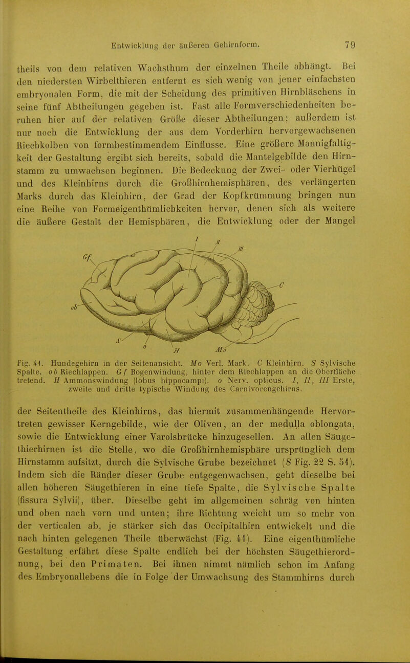 theils von dem relativen Wachsthum der einzelnen Theile abhängt. Bei den niedersten Wirbelthieren entfernt es sich wenig von jener einfachsten embryonalen Form, die mit der Scheidung des primitiven Hirnbläschens in seine fünf Abtheilungen gegeben ist. Fast alle Formverschiedenheiten be- ruhen hier auf der relativen Größe dieser Abtheilungen; außerdem ist nur noch die Entwicklung der aus dem Vorderhirn hervorgewachsenen Riechkolben von formbestimmendem Einflüsse. Eine größere Mannigfaltig- keit der Gestaltung ergibt sich bereits, sobald die Mantelgebilde den Hirn- stamm zu umwachsen beginnen. Die Bedeckung der Zwei- oder Vierhügel und des Kleinhirns durch die Großhirnhemisphären, des verlängerten Marks durch das Kleinhirn, der Grad der Kopfkrümmung bringen nun eine Reihe von Formeigenthtimlichkeiten hervor, denen sich als weitere die äußere Gestalt der Hemisphären, die Entwicklung oder der Mangel Fig. 4-1. Hundegehirn in der Seitenansicht. Mo Verl. Mark. C Kleinhirn. S Sylvische Spalte. 06 Riechlappen. G/'Bogenwindung, hinter dem Riechlappen an die Oberfläche tretend. H Ammonswindung (lobus hippocampi). 0 Nerv, opticus. /, //, /// Erste, zweite und dritte typische Windung des Carnivorengehirris. der Seitentheile des Kleinhirns, das hiermit zusammenhängende Hervor- treten gewisser Kerngebilde, wie der Oliven, an der medulla oblongata, sowie die Entwicklung einer Varolsbrücke hinzugesellen. An allen Säuge- thierhirnen ist die Stelle, wo die Großhirnhemisphäre ursprünglich dem Hirnstamm aufsitzt, durch die Sylvische Grube bezeichnet [S Fig. 221 S. 51). Indem sich die Ränder dieser Grube entgegenwachsen, geht dieselbe bei allen höheren Säugethieren in eine tiefe Spalte, die Sylvische Spalte (fissura Sylvii), über. Dieselbe geht im allgemeinen schräg von hinten und oben nach vorn und unten; ihre Richtung weicht um so mehr von der verticalen ab, je stärker sich das Occipitalhirn entwickelt und die nach hinten gelegenen Theile überwächst (Fig. 41). Eine eigenthümliche Gestaltung erfährt diese Spalte endlich bei der höchsten Säugethierord- nung, bei den Primaten. Bei ihnen nimmt nämlich schon im Anfang des Embryonallebens die in Folge der Umvvachsung des Stammhirns durch