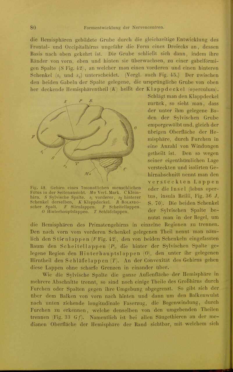 die Hemisphären gebildete Grube durch die gleicli/citige Entwicklung des Frontal- und Occipilalhirns ungefähr die Form eines Dreiecks an, dessen Basis nach oben gekehrt ist. Die Grube schließt sich dann, indem ihre Ränder von vorn, oben und hinten sie überwachsen, zu einer gabelförmi- gen Spalte {S Fig. 42), an welcher man einen vorderen und einen hinleren Schenkel (.9, und s-,) unterscheidet. (Vergl. auch Fig. 45.) Der zwischen den beiden Gabeln der Spalte gelegene, die ursprüngliche Grube von oben her deckende Hemisphärentheil (A') heißt der Klappdeckel (operculum). Schlägt man den Klappdeckel zurück, so sieht man, dass der unter ihm gelegene Bo- den der Sylvischen Grube emporgewölbt und, gleich der übrigen Oberfläche der He- misphäre, durch Furchen in eine Anzahl von Windungen getheilt ist. Den so wiegen seiner eigenthümlichen Lage versteckten und isolirten Ge- hirnabschnitt nennt man den versteckten Lappen oder die Insel (lobus oper- tus, insula Reilii, Fig. 36 J. S. 70). Die beiden Schenkel der Sylvischen Spalte be- nutzt man in der Reeel, um die Hemisphären des Primatengehirns in einzelne Regionen zu trennen. Den nach vorn vom vorderen Schenkel gelegenen Theil nennt man näm- lich den Sti-rnlappen (FFig. 42), den von beiden Schenkeln eingefassten Raum den Scheitel läppen (P), die hinter der Sylvischen Spalte ge- legene Region den Hinterhauptslappen (0), den unter ihr gelegenen Hirntheil den Schläfelappen (V). An der Convexität des Gehirns gehen diese Lappen ohne scharfe Grenzen in einander über. Wie die Sylvische Spalte die ganze Außenfläche der Hemisphäre in mehrere Abschnitte trennt, so sind noch einige Theile des Großhirns durch Furchen oder Spalten gegen ihre Umgebung abgegrenzt. So gibt sich der über dem Balken von vorn nach hinten und dann um den Balkenwulst nach unten ziehende longitudinale Faserzug, die Bogenwindung, durch Furchen zu erkennen, welche denselben von den umgebenden Theilen trennen (Fig. 33 G f). Namentlich ist bei allen Säugethieren an der me- dianen Oberfläche der Hemisphäre der Rand sichtbar, mit welchem sich Fig. 42. Gehirn eines Tmonatlichen menschlichen Fötus in der Seitenansicht. Mo Verl. Mark. C Klein- hirn. S Sylvische Spalte. Sj vorderer, S2 hinterer Schenkel derselben. K Klappdeckel. R Rolando- scher Spalt. F Stirnlappen. P Scheitellappen. 0 Hinlerhauptslappen. T Schläfelappen.