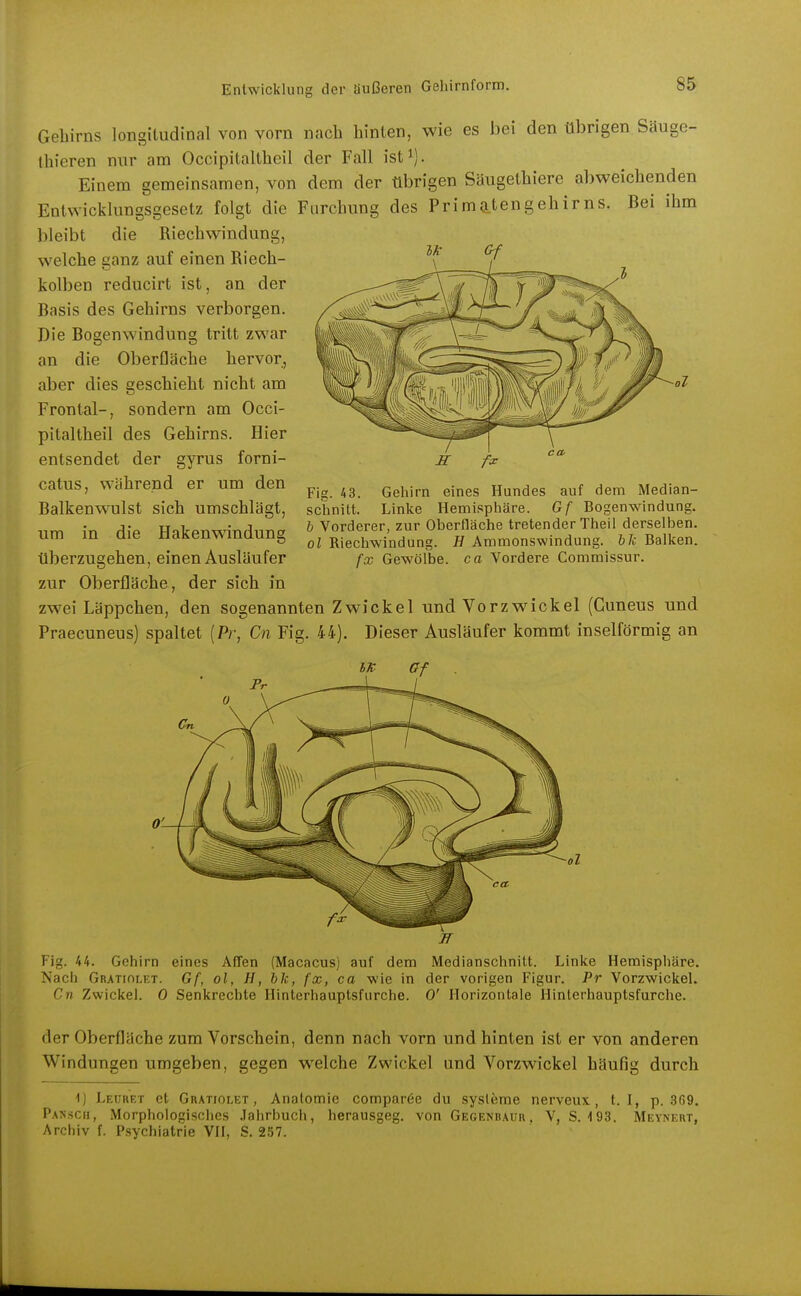 Gehirns longitudinal von vorn nach hinten, wie es bei den übrigen Säuge- thieren nur am Occipitaltheil der Fall ist^). Einem gemeinsamen, von dem der übrigen Säugethiere abweichenden Entwicklungsgesetz folgt die Furchung des Prima.tengehirns. Bei ihm bleibt die Riechwindung, welche ganz auf einen Riech- kolben reducirt ist, an der Basis des Gehirns verborgen. Die Bogenwindung tritt zwar an die Oberfläche hervor, aber dies geschieht nicht am Frontal-, sondern am Occi- pitaltheil des Gehirns. Hier entsendet der gyrus forni- catus, während er um den Balkenwulst sich umschlägt, um in die Hakenwändung tiberzugehen, einen Ausläufer zur Oberfläche, der sich in zwei Läppchen, den sogenannten Zwickel und Vorzwickel (Guneus und Praecuneus) spaltet (Pr, Cn Fig. 44). Dieser Ausläufer kommt inselförmig an Fig. 44. Gehirn eines Affen (Macacus) auf dem Medianschnitt. Linke Hemisphäre. Nach Gratiolet. Gf, ol, H, bk, fx, ca wie in der vorigen Figur. Pr Vorzwickel. Cn Zwickel. 0 Senkrechte Hinterhauptsfurche. 0' Horizontale Hinterhauptsfurche. der Oberfläche zum Vorschein, denn nach vorn und hinten ist er von anderen Windungen umgeben, gegen welche Zwickel und Vorzwickel häufig durch i) Leüret et Gratiolet, Anatomie compar6e du sysleme nerveux, t. I, p. 369. Pansch, Morphologisches .lahrbuch, herausgeg. von Gegenbaur . V, S. 193. Meynert, Archiv f. Psychiatrie VH, S. 257. Fig. 43. Gehirn eines Hundes auf dem Median- schnitt. Linke Hemi,<5phäre. Gf Bogenwindung. h Vorderer, zur Oberfläche tretender Theil derselben. Ol Riechwindung. B Ammonswindung. hli Balken. fx Gewölbe, ca Vordere Commissur.