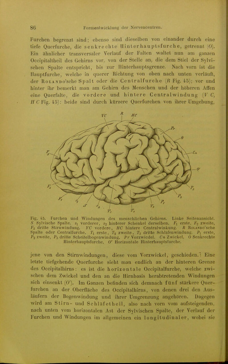 Furchen begrenzt sind; ebenso sind dieselben von einander durch eine tiefe Querfurche, die senkrechte Hinterhauptsfurche, getrennt [0). Ein ahnlicher transversaler Verlauf der Falten waltet nun am ganzen Occipitaltheil des Gehirns vor. von der Stelle an, die dem Stiel der Sylvi- schen Spalte entspricht, bis zur Ilinterhauptsgrenze. Nach vorn ist die Hauptfurche, welche in querer Richtung von oben nach unten verläuft, der RoLANDo'sche Spalt oder die Centraifurche [R Fig. 45); vor und hinter ihr bemerkt man am Gehirn des Menschen und der höheren Affen eine Querfalte, die vordere und hintere Centraiwindung {V C, II C Fig. 45): beide sind durch kürzere Querfurchen von ihrer Umgebung, Fig. 45. Furchen und Windungen des mensclilichen Gehirns. Linke Seitenansicht. 5 Sylvische Spalte. vorderer, «2 hinterer Schenkel derselben. Fi erste, Fo zweite, F3 dritte Stirnwindung. VC vordere, HC hintere Centralwinkung. R RoLANoo'sche Spalte oder Centraifurche, Ti erste, T2 zweite, ^3 dritte Schläfenwindung. Pi erste, P2 zweite, P3 dritte Scheitelbogenwindung. Pr Vorzwicdel. Cn Zwickel. 0 Senkrechte Hinterhauptsfurche. 0' Horizontale Hinterhauplsfurche. jene von den Stirnvvindungen, diese vom Vorzwickel, geschieden.1 Eine letzte tiefgehende Querfurche sieht man endlich an der hinteren Grenze des Occipitalhirns: es ist die horizontale Occipitalfurche, welche zwi- schen dem Zwickel und den an die Hirnbasis herabtretenden Windungen sich einsenkt (0'). Im Ganzen befinden sich demnach fünf stärkere Quer- furchen an der Oberfläche des Occipitalhirns, von denen drei den Aus- läufern der Bogenwindung und ihrer Utngrenzung angehören. Dagegen wird am Stirn- und Schläfetheil, also nach vorn vom aufsteigenden, nach unten vom horizontalen Ast der Sylvischen Spalte, der Verlauf der Furchen und Windungen im allgemeinen ein longitudinaler, wobei sie