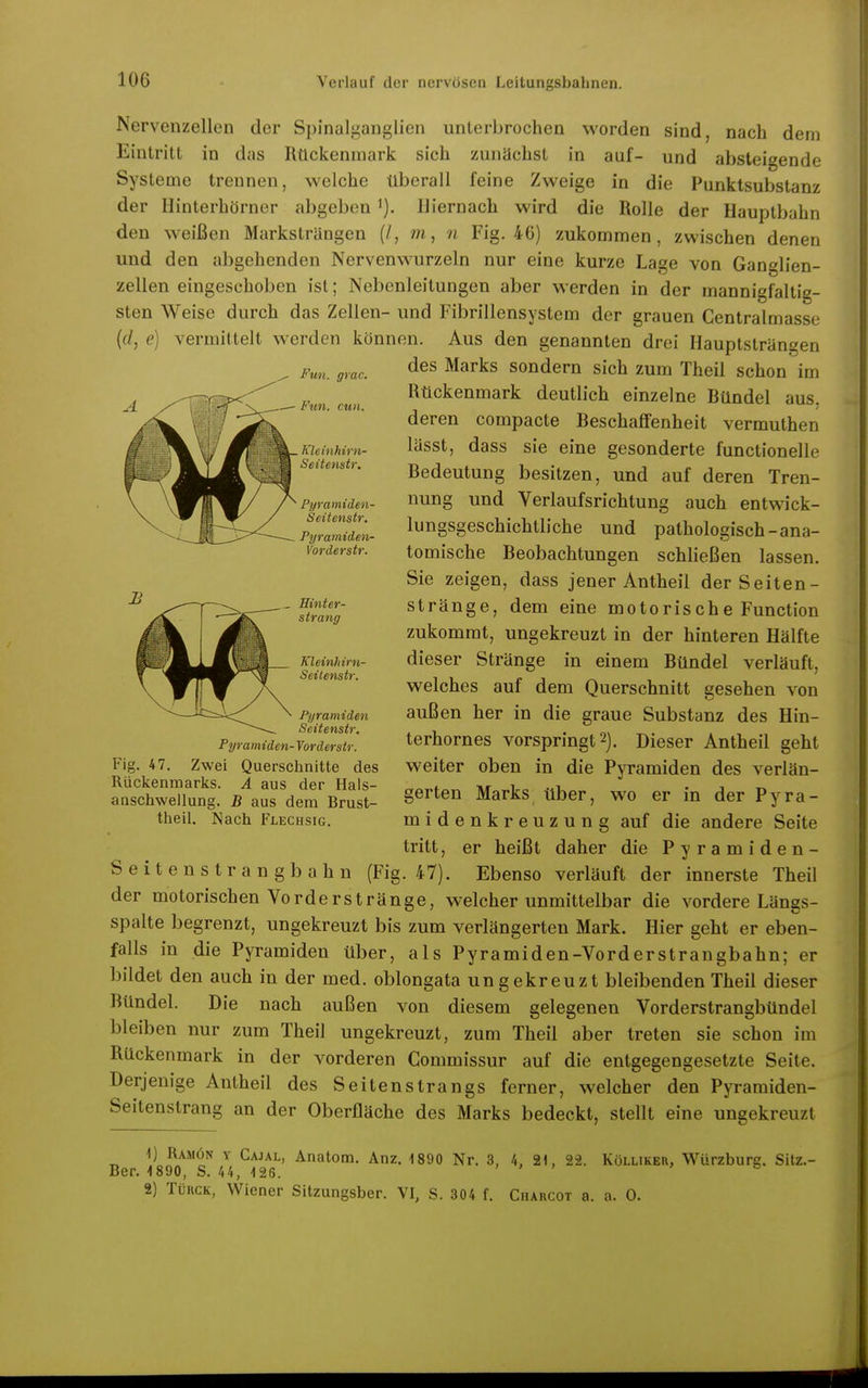 Nervenzellen der Spinalganglicn unierbrochen worden sind, nach dem Eintritt in das Rückenmark sich zunächst in auf- und absteigende Systeme trennen, welche überall feine Zweige in die Punktsubstanz der Hinterhörner abgeben Hiernach wird die Rolle der Hauptbuhn den weißen Marksträngen (/, m, n Fig. 46) zukommen, zwischen denen und den abgehenden Nervenwurzeln nur eine kurze Lage von Ganglien- zellen eingeschoben ist; Nebenleitungen aber werden in der mannigfaltig- sten Weise durch das Zellen- und Fibrillensystem der grauen Centralmasse ((/, (?) vermittelt werden können. Aus den genannten drei Hauptsträngen des Marks sondern sich zum Theil schon im Rückenmark deutlich einzelne Bündel aus, deren compacte Beschaffenheit vermuthen lässt, dass sie eine gesonderte functionelle Bedeutung besitzen, und auf deren Tren- nung und Verlaufsrichtung auch entwick- lungsgeschichtliche und pathologisch-ana- tomische Beobachtungen schließen lassen. Sie zeigen, dass jener Antheil der Seiten- stränge, dem eine motorische Function zukommt, ungekreuzt in der hinteren Hälfte dieser Stränge in einem Bündel verläuft, welches auf dem Querschnitt gesehen von außen her in die graue Substanz des Hin- terhornes vorspringt 2). Dieser Antheil geht weiter oben in die Pyramiden des verlän- gerten Marks über, wo er in der Pyra- mide n k r e u z u n g auf die andere Seite tritt, er heißt daher die Pyramiden- Seitenstrangbahn (Fig. 47). Ebenso verläuft der innerste Theil der motorischen Vorderstränge, welcher unmittelbar die vordere Längs- spalte begrenzt, ungekreuzt bis zum verlängerten Mark. Hier geht er eben- falls in die Pyramiden über, als Pyramiden-Vorderstrangbahn; er bildet den auch in der med. oblongata ungekreuzt bleibenden Theil dieser Bündel. Die nach außen von diesem gelegenen Vorderstrangbündel bleiben nur zum Theil ungekreuzt, zum Theil aber treten sie schon im Rückenmark in der vorderen Gommissur auf die entgegengesetzte Seite. Derjenige Antheil des Seitenstrangs ferner, welcher den Pyramiden- Seitenstrang an der Oberfläche des Marks bedeckt, stellt eine ungekreuzt 1) Ramön y Cajal, Anatom. Anz. 1890 Nr. 3, 4, 21, 2-2. Köllikeu, Würzburg. Sitz.- Ber. 4890, S. 44, 126. > > > o 2) TüncK, Wiener Sitzungsber. VI, S. 304 f. Charcot a. a. 0. Fmi. grac. Fun. cun. Kleinhirn- Seitenstr. Pyramiden- Seitenstr. Pyramiden- Vorderstr. Hinter- strang Kleinhirn- Seitenstr. Pyramiden Seitenstr. Pyramiden- Yorderstr. Fig. 47. Zwei Querschnitte des Rückenmarks. A aus der Hais- anschwellung. B aus dem Brust- theil. Nach Flechsig.