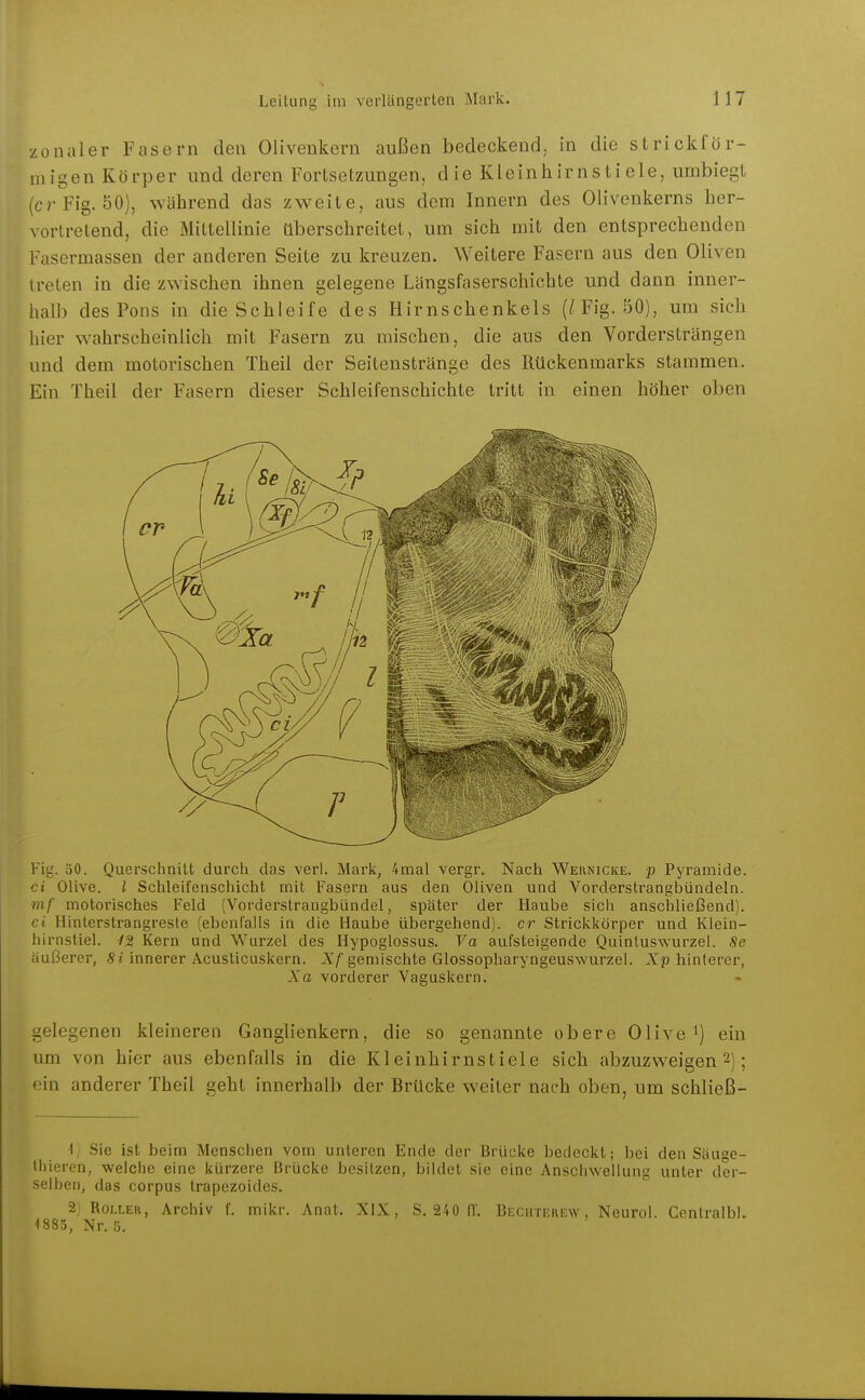 zonaler Fasern den Olivenkern außen bedeckend, in die strickför- migen Körper und deren Fortsetzungen, die Kleinhirnstiele, umbiegt (er Fig. 50), während das zweite, aus dem Innern des Olivenkerns her- vortretend, die Mittellinie überschreitet, um sich mit den entsprechenden Fasermassen der anderen Seite zu kreuzen. Weitere Fasern aus den Oliven treten in die zwischen ihnen gelegene Längsfaserschichte und dann inner- halb des Pons in die Schleife des Hirnschenkels (/Fig. 50), um sich hier wahrscheinlich mit Fasern zu mischen, die aus den Vordersträngen und dem motorischen Theil der Seitenstränge des Rückenmarks stammen. Ein Theil der Fasern dieser Schleifenschichte tritt in einen höher oben Fig. äO. Quersciinitt durch das verl. Mark, 4mal vergr. Nach Wernicke. j» Pyramide. ci Olive, l Schleifenschicht mit Fasern aus den Oliven und Vorderstrangbündeln. mf motorisches Feld (Vorderstrangbündel, später der Haube sich anschließend). ci Hinterstrangreste (ebenfalls in die Haube übergehend), er Strickkörper und Klein- hirnstiel. 4% Kern und Wurzel des Hypoglossus. Va aufsteigende Quintuswurzel. 8e äußerer, S «innerer Acusticuskern. X/ gemischte Glossopharyngeuswurzel. Xp hinterer, Xa vorderer Vaguskern. gelegenen kleineren Ganglienkern, die so genannte obere Olive ^) ein um von hier aus ebenfalls in die Kleinhirnstiele sich abzuzweigen 2); ein anderer Theil geht innerhalb der Brücke weiter nach oben, um schließ- 1,1 Sie ist beim Menschen vom unteren Ende der Brücke bedeckt; bei den Säuge- thieren, welche eine kürzere Brücke besitzen, bildet sie eine Anschwellung unter der- selben, das corpus trapezoides. 2; Roller, Archiv f. mikr. Anat. XIX, 8.240 (1'. Bechterew, Neurol. Cenlralbi. Nr. 5.