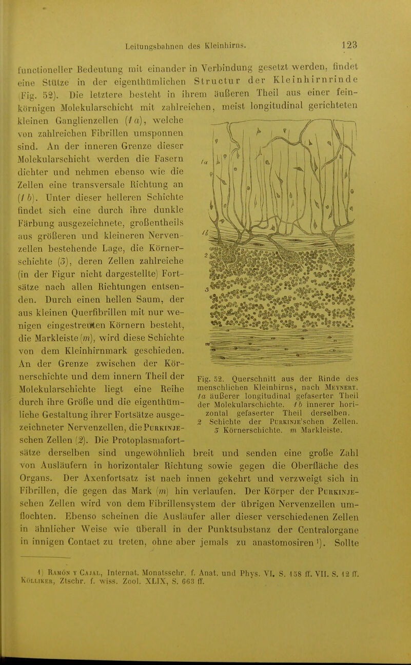 functioneller Bedeutung mit einander in Verbindung gesetzt werden, findet eine Stütze in der eigenthümlichen Structur der Kleinhirnrinde iFig. 52). Die letztere besteht in ihrem äußeren Theil aus einer fein- körnigen Molekularschicht mit zahlreichen, meist longitudinal gerichteten kleinen Ganglienzellen (7 a), welche von zahlreichen Fibrillen umsponnen sind. An der inneren Grenze dieser Molekularschicht werden die Fasern dichter und nehmen ebenso wie die Zellen eine transversale Richtung an (/6). Unter dieser helleren Schichte findet sich eine durch ihre dunkle Färbung ausgezeichnete, großentheils aus größeren und kleineren Nerven- zellen bestehende Lage, die Körner- schichte (5), deren Zellen zahlreiche (in der Figur nicht dargestellte) Fort- sätze nach allen Richtungen entsen- den. Durch einen hellen Saum, der aus kleinen Querfibrillen mit nur we- nigen eingestreiÄen Körnern besteht, die Markleiste (m), wird diese Schichte von dem Kleinhirnmark geschieden. An der Grenze zwischen der Kör- nerschichte und dem Innern Theil der Molekularschichte liegt eine Reihe durch ihre Größe und die eigenthüm- liche Gestaltung ihrer Fortsätze ausge- zeichneter Nervenzellen, diePuRKiNJE- schen Zellen {2). Die Protoplasmafort- sätze derselben sind ungewöhnlich breit und senden eine große Zahl von Ausläufern in horizontaler Richtung sowie gegen die Oberfläche des Organs. Der Axenfortsatz ist nach innen gekehrt und verzweigt sich in Fibrillen, die gegen das Mark (m) hin verlaufen. Der Körper der Purkinje- schen Zellen wird von dem Fibrillensystem der übrigen Nervenzellen um- flochten. Ebenso scheinen die Ausläufer aller dieser verschiedenen Zellen in ähnlicher Weise wie tiberall in der Punktsubstanz der Centraiorgane in innigen Contact zu treten, ohne aber jemals zu anastomosiren'), Sollte 1, Ramön y Cajat,, Internat. Monatsschr. f. Anat. und Phys. VI. S. löS 11. VII. S. 12 fl'. KöLLiKER, Ztschr. f. wiss. Zool. XLIX, S. C63 ff. Fig. 52. Querschnitt aus der Rinde des menschlichen Kleinhirns, nach Meynert. la äußerer longitudinal gefaserter Theil der Molekularschichte, fb innerer hori- zontal gefaserter Theil derselben. 2 Schichte der PuRKiNjE'schen Zellen. S Körnerschichte, m Markleiste.