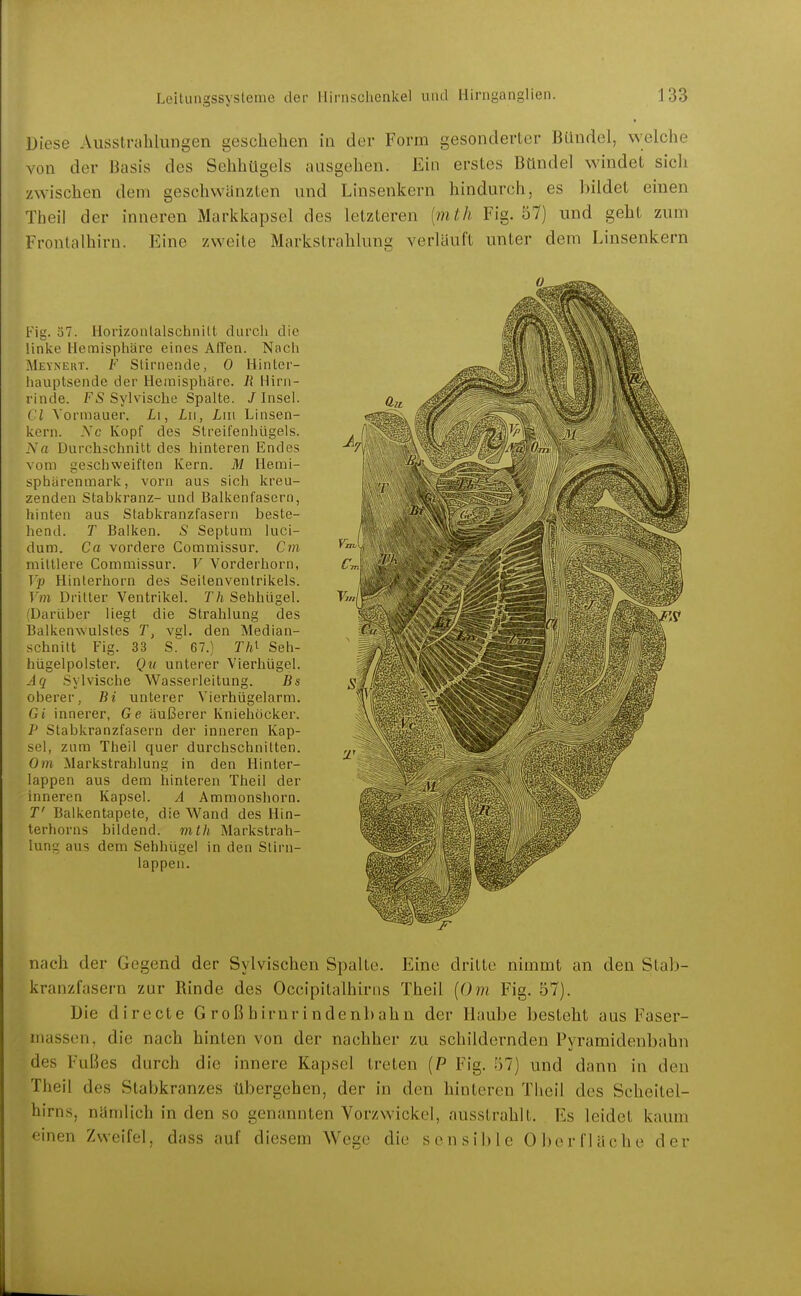 Diese Ausstrahlungen geschehen in der Form gesonderter BUndcl, welche von der Basis des Sehhügels ausgehen. Ein erstes Bündel windet sich zwischen dem geschwänzten und Linsenkern hindurch, es bildet einen Theil der inneren Markkapsel des letzteren {mth Fig. 57) und geht zum Fronlaihirn. Eine zweite Markstrahlung verläuft unter dem Linsenkern Fig. 57. Horizonlalschnilt durch die linke Hemisphäre eines Affen. Nach Meyneut. F Slirnende, 0 Hinter- hauptsende der Hemisphäre. Ii Hirn- rinde. FS Sylvische Spalte. /Insel. Cl Vormauer. Li, Lu, Liu Linsen- kern. -Yc Kopf des Streifenhügeis. Na Durchschnitt des hinteren Endes vom geschweiften Kern. M Hemi- sphärenmark, vorn aus sich kreu- zenden Stabkranz- und Balkenfascrn, hinten aus Stabkranzfasern beste- llend. T Balken. S Septum luci- dum. Ca vordere Commissur. Cm mittlere Commissur. V Vorderhorn, Vp Hinlerhorn des Seilenventrikels. Vm Dritter Ventrikel. Th Sehhügel. (Darüber liegt die Strahlung des Balkenwulstes T, vgl. den Median- schnitt Fig. 33 S. 67.) Th^ Seh- hügelpolster. Qu unterer Vierhügel. Aq Sylvische Wasserleitung. Bs oberer, Bi unterer Vierhügelarm. Gi innerer, Ge äußerer Kniehöcker. P Stabkranzfasern der inneren Kap- sel, zum Theil quer durchschnitten. Om .Markstrahlung in den Hinter- lappen aus dem hinteren Theil der inneren Kapsel. A Ammonshorn. T' Balkentapete, die Wand des Hin- terhorns bildend, mth Markstrah- lung aus dem Sehhügel in den Stirn- lappen. nach der Gegend der Sylvischen Spalte. Eine dritte nimmt an den Slab- kranzfasern zur Rinde des Occipitalhirns Theil {Om Fig. 57), Die directe Großhirnrindenbahn der Haube besteht aus Faser- massen, die nach hinten von der nachher zu schildernden Pyramidenbahn des Fußes durch die innere Kapsel treten (P Fig. 57) und dann in den Theil des Stabkranzes übergehen, der in den hinteren Tlieil des Sclieitel- hirns, nämlich in den so genannten Vorzwickel, ausstrahlt. Es leidet kaum einen Zweifel, dass auf diesem Wege die sensible Oberfläche der