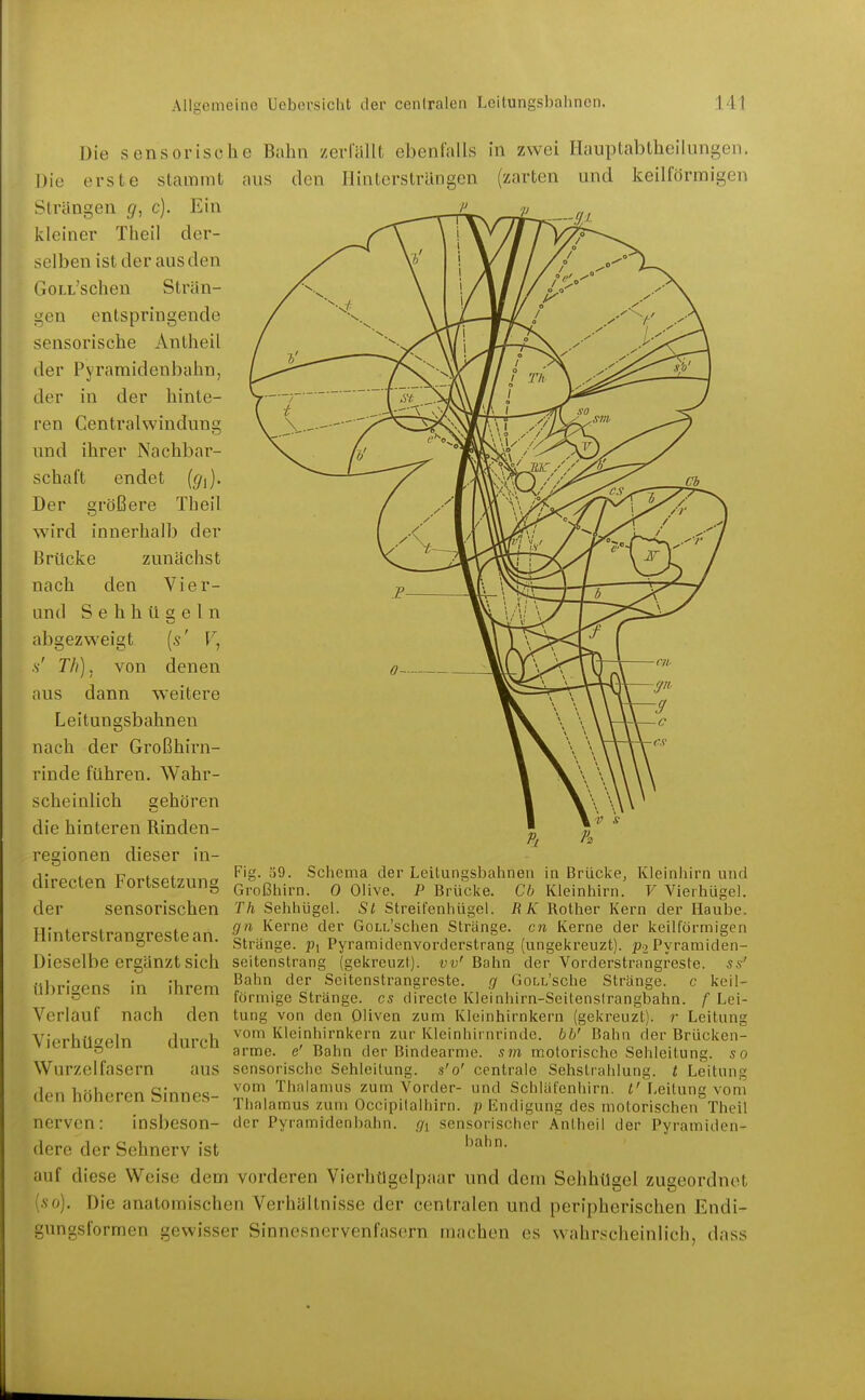 Die sensorische Bahn zerrallt ebenfalls in zwei Hauptabtheiiungen. Die erste stammt aus den Ilinterstrangen (zarten und keilförmigen Strängen g, c). Ein kleiner Theil der- selben ist der aus den Goi.i'schen Strän- gen entspringende sensorische Antheil der Pyramidenbahn, der in der hinte- ren Centraiwindung und ihrer Nachbar- schaft endet ((/j). Der größere Theil wird innerhalb der Brücke zunächst nach den Vier- und Sehhtigeln abgezweigt {s' V, s' TJi], von denen aus dann weitere Leitungsbahnen nach der Großhirn- rinde führen. Wahr- scheinlich gehören die hinteren Rinden- regionen dieser in- directen Fortsetzung Flg. 59. Schema der Leitungsbahnen in Brücke, Kleinhirn und Großhirn. 0 Olive. P Brücke. Cb Kleinhirn. V Vierhügel, der sensorischen Th Sehhügel. St Streifenhügel. RK Rother Kern der Haube. HmtprsfrflnorPQtPin Sl^ev^e der GoLL'schen Stränge, cn Kerne der keilförmigen niMitii&udUjjiebiLdii. stränge. Pi Pyramidenvorderstrang (ungekreuzt). paPyramiden- Dieselbe ergänzt sich seitenstrang (gekreuzt), vv' Bahn der Vorderstrangreste, ss' übrigens in ihrem Verlauf nach den Vierhügeln durch Wurzelfasern aus den höheren Sinnes- nerven : Bahn der Seitenstrangreste. g GoLL'sche Stränge, c keil- förmige Stränge, es directc Kleinhirn-Seitenslrangbahn. f Lei- tung von den Oliven zum Ivleinhirnkern (gekreuzt), r Leitung vom Kleinhirnkern zur Kleinhirnrinde, bb' Bahn der Brücken- arme, e' Bahn der Bindearme, sm motorische Sehleitung, so sensorischc Sehleitung, s'o' centrale Sehstrahlung, t Leitung vom Thalamus zum Vorder- und Schiäfenhirn. Leitung voni Thalamus zum Occipilalhirn. p Endigung des motorischen Theil insbeson- der Pyramidenbahn, gi sensorischer Änlheil der Pyramiden- bahn. dere der Sehnerv ist auf diese Weise dem vorderen Vierhügclpaar und dem Sehhügel zugeordnet (.so). Die anatomischen Verhältnisse der centralen und peripherischen Endi- gungsformen gewisser Sinnesnervenfasern machen es wahr.^cheinlich, dass