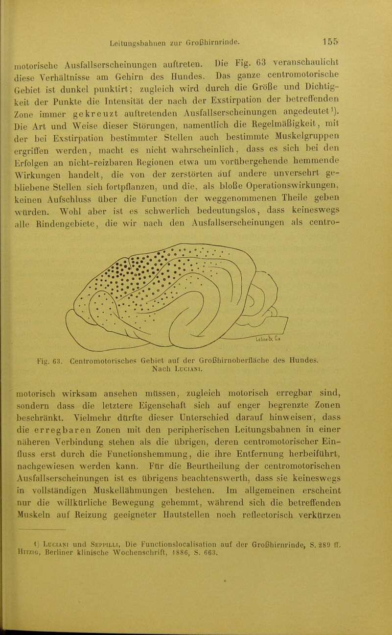 motorische Äiislallserscheinungen auftreten. Die Fig. 63 veranschaulicht diese Verhältnisse am Gehirn des Hundes. Das ganze centromotorische Gebiet ist dunkel punklirt; zugleich wird durch die Größe und Dichtig- keit der Punkte die Intensität der nach der Exstirpation der betreffenden Zone immer gekreuzt auttretenden Ausfallserscheinungen angedeutet Die Art und Weise dieser Störungen, namentlich die Regelmäßigkeit, mit der bei Exstirpation bestimmter Stellen auch bestimmte Muskelgruppen ergriffen werden, macht es nicht wahrscheinlich, dass es sich bei den Erfolgen an nicht-reizbaren Regionen etwa um vorübergehende hemmende Wirkungen handelt, die von der zerstörten auf andere unversehrt ge- bliebene Stellen sich fortpflanzen, und die, als bloße Operationswirkungen, keinen Aufschluss über die Function der weggenommenen Theile geben würden. Wohl aber ist es schwerlich bedeutungslos, dass keineswegs alle Rindengebiete, die wir nach den Ausfallserscheinungen als centro- motorisch wirksam ansehen müssen, zugleich motorisch erregbar sind, sondern dass die letztere Eigenschaft sich auf enger begrenzte Zonen beschränkt. Vielmehr dürfte dieser Unterschied darauf hinweisen, dass die erregbaren Zonen mit den peripherischen Leitungsbahnen in einer näheren Verbindung stehen als die übrigen, deren centromotorischer Ein- fluss erst durch die Functionshemmung, die ihre Entfernung herbeiführt, nachgewiesen werden kann. Für die Beurtheilung der centromotorischen Ausfallserscheinungen ist es übrigens beachtenswerth, dass sie keineswegs in vollständigen Muskellähmungen bestehen. Im allgemeinen erscheint nur die willkürliche Bewegung gehemmt, während sich die betreffenden Muskeln auf Reizung geeigneter Ilautstellen noch reflectorisch verkürzen Vj LuciANi uHfl Skim'ilij, Die Kuncüonslocalisation auf der Großhirnrinde, S. 289 ir. HrrziG, Berliner kiinisclie Wochenschrift, ISSe, S. 663.