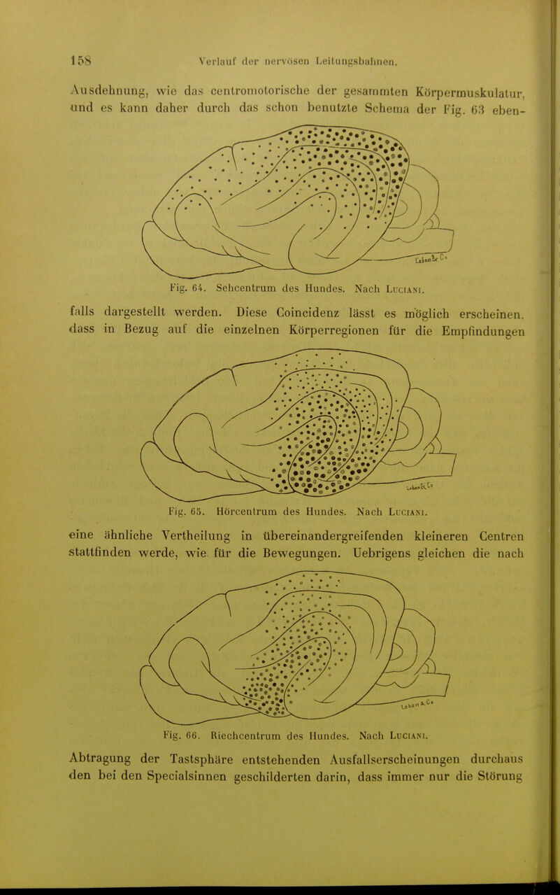 Ausdehnung, wie das centromotorische der gesarnmten Körpermuskulatur, und es kann daher durch das schon benutzte Schema der Fig. 63 eben- Fig. 64. Sehcentrum des Hundes. Nach Luciani. falls dargestellt werden. Diese Coincidenz lässt es möglich erscheinen, dass in Bezug auf die einzelnen Körperregionen für die Empfindungen Fig. 65. Hörcentrum des Hundes. Nach Luciani. eine ähnliche Vertheilung in übereinandergreifenden kleineren Gentren stattfinden werde, wie ftir die Bewegungen. Uebrigens gleichen die nach Fig. 66. Riechcentrum des Hundes. Nach Luciani. Abtragung der Tastsphäre entstehenden Ausfallserscheinungen durchaus den bei den Specialsinnen geschilderten darin, dass immer nur die Störung