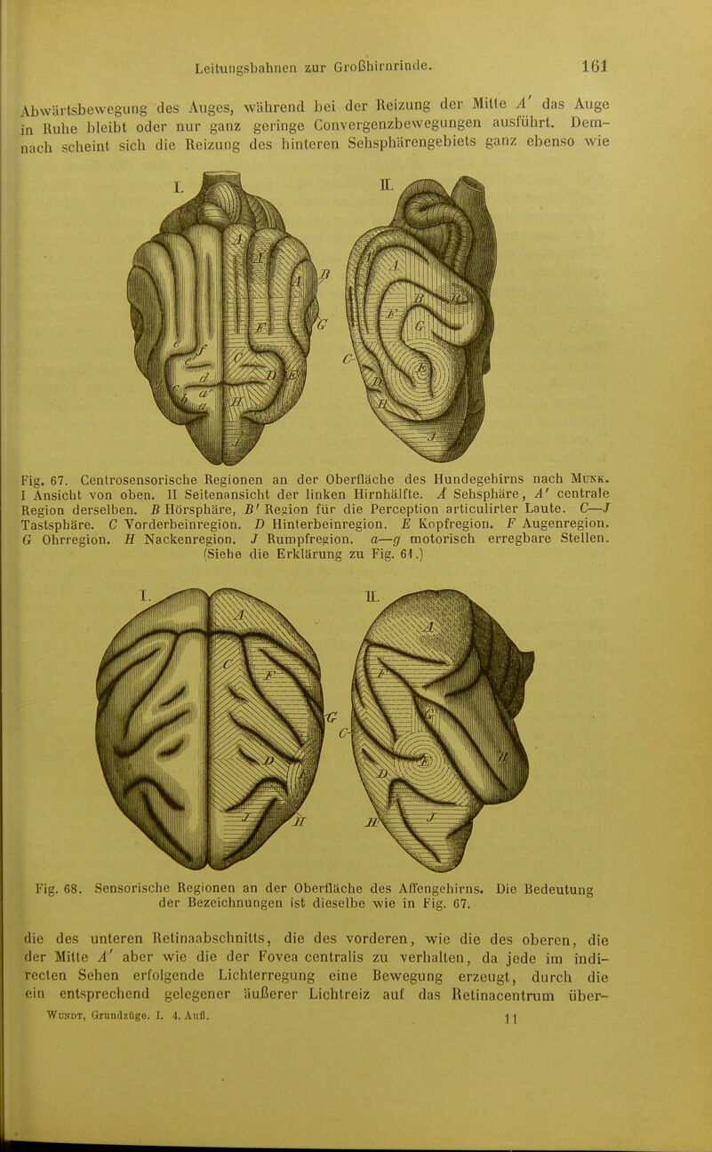 Abwärtsbewegung des Auges, während bei der Reizung der Mitte A' das Auge in Iluhe bleibt oder nur ganz geringe Convergenzbewegungen ausführt. Dem- nach scheint sich die Reizung des hinteren Sehsphärengebiels ganz ebenso wie Fig. 67. Centrosensorische Regionen an der Oberfläche des Hundegehirns nach Mukk. I Ansicht von oben. II Seitenansicht der linken Hirnhälfte. Ä Sehsphäre, A' centrale Region derselben. B Hörsphäre, B' Resion für die Perception articulirler Laute. C—/ Tastsphäre. C Vorderbeinregion. D Hinterbeinregion. E Kopfregion. F Augenregion. G Ohrregion. H Nackenregion. / Rurapfre^ion. a—g motorisch erregbare Stellen. (Siebe die Erklärung zu Fig. 61.) Fig. 68. Sensorische Regionen an der Oberfläche des AfTengehirns. Die Bedeutung der Bezeichnungen ist dieselbe wie in Fig. 67. die des unteren Retinaabschnitts, die des vorderen, wie die des oberen, die der Milte A' aber wie die der Fovea centralis zu verhalten, da jede im indi- recten Sehen erfolgende Lichterregung eine Bewegung erzeugt, durch die ein entsprechend gelegener äußerer Lichtreiz auf das Retinacentrum über- Wdsdt, Grnndzüge. I. 4. Aufl. i i