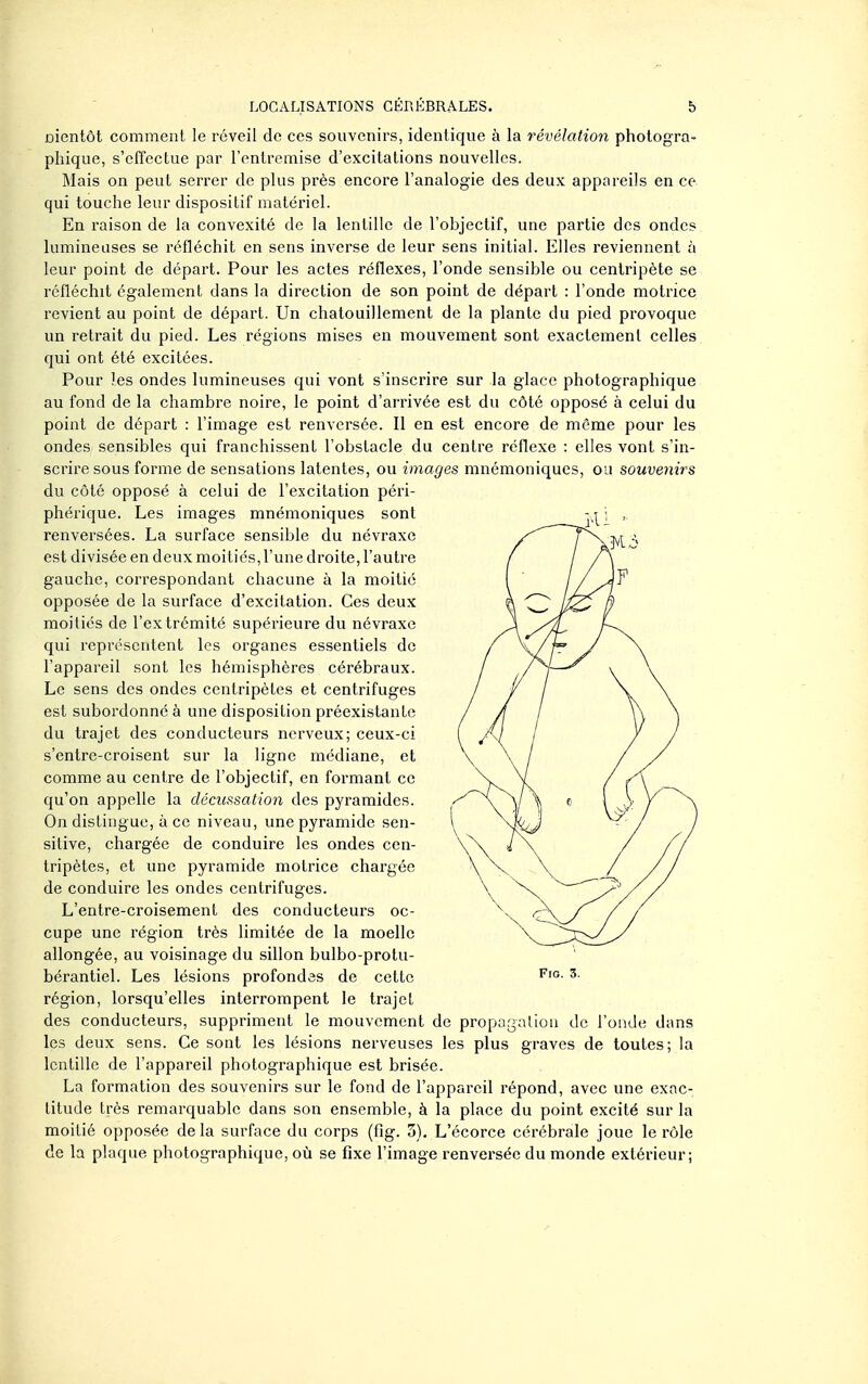 Dientôt comment le réveil de ces souvenirs, identique à la révélation photogra- phique, s'effectue par l'entremise d'excitations nouvelles. Mais on peut serrer de plus près encore l'analogie des deux appareils en ce qui touche leur dispositif matériel. En raison de la convexité de la lentille de l'objectif, une partie des ondes lumineuses se réfléchit en sens inverse de leur sens initial. Elles reviennent à leur point de départ. Pour les actes réflexes, l'onde sensible ou centripète se réfléchit également dans la direction de son point de départ : l'onde motrice revient au point de départ. Un chatouillement de la plante du pied provoque un retrait du pied. Les régions mises en mouvement sont exactement celles qui ont été excitées. Pour les ondes lumineuses qui vont s'inscrire sur la glace photographique au fond de la chambre noire, le point d'arrivée est du côté opposé à celui du point de départ : l'image est renversée. Il en est encore de même pour les ondes sensibles qui franchissent l'obstacle du centre réflexe : elles vont s'in- scrire sous forme de sensations latentes, ou images mnémoniques, ou souvenirs du côté opposé à celui de l'excitation péri- phérique. Les images mnémoniques sont renversées. La surface sensible du névraxe est divisée en deux moitiés, l'une droite, l'autre gauche, correspondant chacune à la moitié opposée de la surface d'excitation. Ces deux moitiés de l'extrémité supérieure du névraxe qui représentent les organes essentiels de l'appareil sont les hémisphères cérébraux. Le sens des ondes centripètes et centrifuges est subordonné à une disposition préexistante du trajet des conducteurs nerveux; ceux-ci s'entre-croisent sur la ligne médiane, et comme au centre de l'objectif, en formant ce qu'on appelle la décussation des pyramides. On distingue, à ce niveau, une pyramide sen- sitive, chargée de conduire les ondes cen- tripètes, et une pyramide motrice chargée de conduire les ondes centrifuges. L'entre-croisement des conducteurs oc- cupe une région très limitée de la moelle allongée, au voisinage du sillon bulbo-protu- bérantiel. Les lésions profondes de cette région, lorsqu'elles interrompent le trajet des conducteurs, suppriment le mouvement de prop; les deux sens. Ce sont les lésions nerveuses les plus graves de toutes; la lentille de l'appareil photographique est brisée. La formation des souvenirs sur le fond de l'appareil répond, avec une exac- titude très remarquable dans son ensemble, à la place du point excité sur la moitié opposée de la surface du corps (fig. 3). L'écorce cérébrale joue le rôle de la plaque photographique, où se fixe l'image renversée du monde extérieur; ■alion de l'onde dans