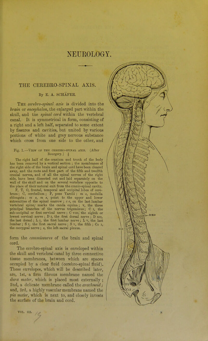 THE CEREBRO-SPINAL AXIS. By E. A. SCHAFER. The cerebrospinal axis is divided into the brain or encephalon, the enlarged part within the skull, and the spinal cord within the vertebral canal. It is symmetrical in form, consisting of a right and a left half, separated to some extent by fissures and cavities, but united by various portions of white and grey nervous substance which cross from one side to the other, and Fig. 1.—ViKW OF THE CEREBRO-SPINAL AXIS. (After Bourgery.) i The right half of the cranium and trunk of the body has been removed by a vertical section ; the membranes of the right side of the brain and spinal cord have been cleared away, and the roots and first part of the fifth and twelfth cranial nerves, and of all the spinal nerves of the right side, have been dissected out and laid separately on the wall of the skull and on the several vertebrce opposite to the place of their natural exit from the cranio-spinal cavity. F, T, 0, frontal, temporal and occipital lobes of cere- brum ; C, cerebellum ; P, pons Varolii ; m o, medulla oblongata; m s, m s, point to the upper and lower extremities of the spinal marrow ; c e, on the last lumbar vertebral spine, marks the cauda equina; v, the three principal branches of the nervus trigeminus; C i, the sub-occipital or first cervical nerve ; C viii, the eighth or lowest cervical nerve ; D i, the first dorsal nerve ; D xii, the last dorsal; L i, the first lumbar nerve ; L v, the last lumbar ; S I, the first sacral nerve ; S v, the fifth ; Co i, the coccygeal nerve; s, the left sacral plexus. form the commissures of the brain and spinal cord. The cerebro-spinal axis is enveloped within the skull and vertebral canal by three connective tissue membranes, between which are spaces occupied by a clear fluid (cerebro-spinal fluid). These envelopes, which will be described later, are, 1st, a firm fibrous membrane named the dura mater, which is placed most externally ; 2nd, a delicate membrane called the arachnoid; and, 3rd, a highly vascular membrane named the fia mater, which is next to, and closely invests the surface of the brain and cord.