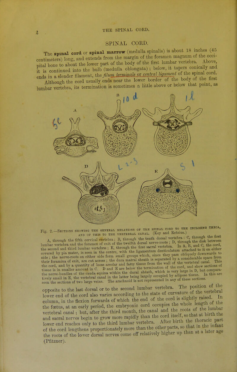 THE SPINAL CORD. SPINAL CORD. The spmal cord of spinal marrow (medulla spinalis) is about 18 inches (45 centimeters) long, and extends from the margin of the foramen magnum of the occi- S bone to aboi^t the lower part of the body of the first lumbar vertebra. Above Ft i continued into the bulb (medulla oblongata); below, it tapers conically and ends in a slender filament, flumjmameovurdnd^^^^^^ of the spmal cord A though the cord usually ends near the lower border of the body o the first lumbar vertebra, its termination is sometimes . little above or below that pomt, as 2.-SECTI0KS SHOWING THE GENERAL RELATIONS OF THE SPINAL COED TO THE IKCLOSING THEOA, AND OF THIS TO THE VERTEBRAL CANAL. (Key and KetZlUS.) A. through the fifth cervical vertebra; B, through the tenth '^^-^^J^g^^/,^ ^^l, f^^^^^^^ lumbar vertebra and the foramen of exit of the twelfth dorsal nerve-roots ; D, through t^Y^^*^ he second and third lumbar vertebr. ; E, through the first sacral ^^«^tete^^^^^ f^^^ covered by pia mater, is seen in the centre, wj h the I'S^^^^^^^^'f^ J'J^^^;^^^^^ downwards to side • the nerve-roots on either side form small groups which, since tley pass oduc^« ? ^ tleir foramina of exit, are cut across ; the dura^atral sheath is -Pf the ve ll This the cord, and by a quantity of loose areolar and fatty ^^VTf \h^ cJrd an I s^ow sections of tissue is in smaller anxount in C. D and E are below tl^^termination of tbe coirt an the nerve-bundles of the cauda equina within the dural sheath, ^^^/^li^^^'y/^^'f^^ in this are tively small in B, the vertebral canal in the latter being largely °«^3f„ ^^^Srese sections, seen the sections of two large veins. The arachnoid is not represented in any of these sectio opposite to the last dorsal or to the second lumbar vertebra. The PO^tion of t^^^^^ lower end of the cord also varies according to the state of ^^'^^^^'l^^'^^^^ column, in the flexion forwards of which the end of the coi^ is ^ 'g^tlj^^ f the foetus, at an early period, the embryonic cord occupies the ^'^f^ ^^^^ vertebral canal ; but after the third month, the canal and roots of t,e ]^u^nM^ and sacral nerves begin to grow more rapidly than the cord ^^.^^^'^^^^^^^^^^^^ lower end reaches only to the third lumbar vertebra. After bn-th thoiac^c j^^^ of the cord lengthens proportionately more than the otherparts, ff^^^^ the roots of the lower dorsal nerves come off relatively higher up than at a later a,e (Pfitzner).