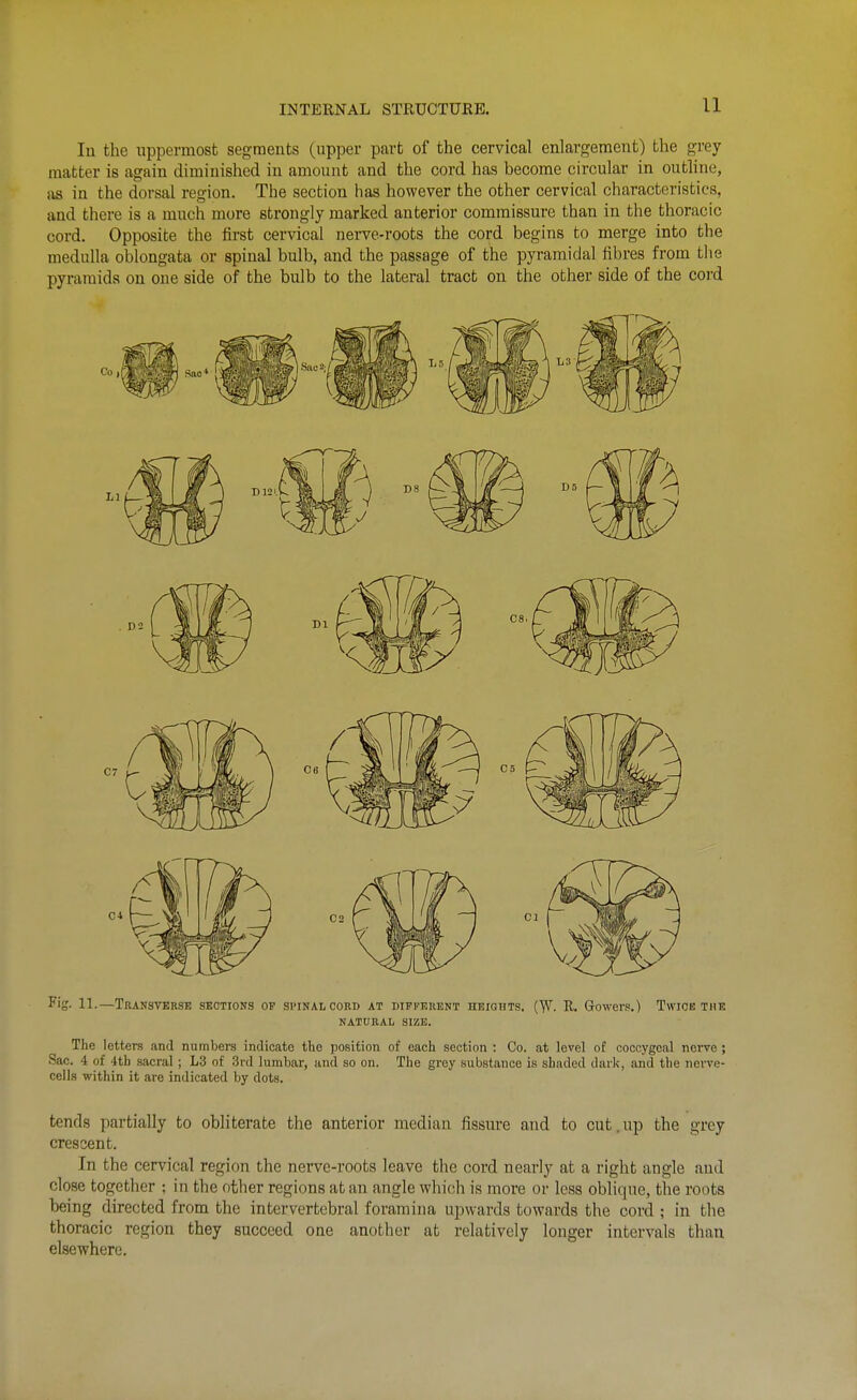 lu the uppermost segments (upper part of the cervical enlargement) the grey matter is again diminished in amount and the cord has become circular in outline, as in the dorsal region. The section has however the other cervical characteristics, and there is a much more strongly marked anterior commissure than in the thoracic cord. Opposite the first cervical nei-ve-roots the cord begins to merge into the medulla oblongata or spinal bulb, and the passage of the pyramidal fibres from the pyramids on one side of the bulb to the lateral tract on the other side of the cord Fig. 11.—Transverse sections or spinal cord at dipfkiient heights. (W- R. Gowers.) Twice the NATURAL SIZE. The letters and numbers indicate the position of each section : Co. at level of coccygeal nerve ; Sac. 4 of 4th sacral ; L3 of 3rd lumbar, and so on. The grey substance is shaded dark, and the nerve- cells within it are indicated by dots. tends partially to obliterate the anterior median fissure and to cut.up the grey crescent. In the cervical region the nerve-roots leave the cord nearly at a right angle and close together ; in the other regions at an angle which is more or less oblique, the roots being directed from the intervertebral foramina upwards towards the cord ; in the thoracic region they succeed one another at relatively longer intervals than elsewhere.